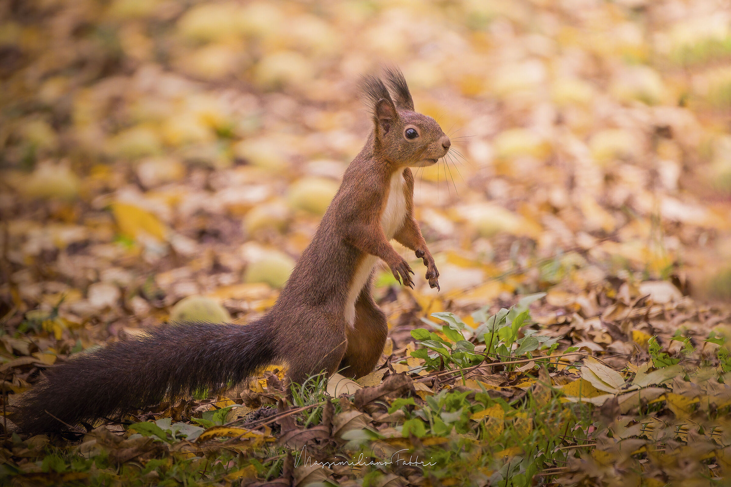 Red squirrel