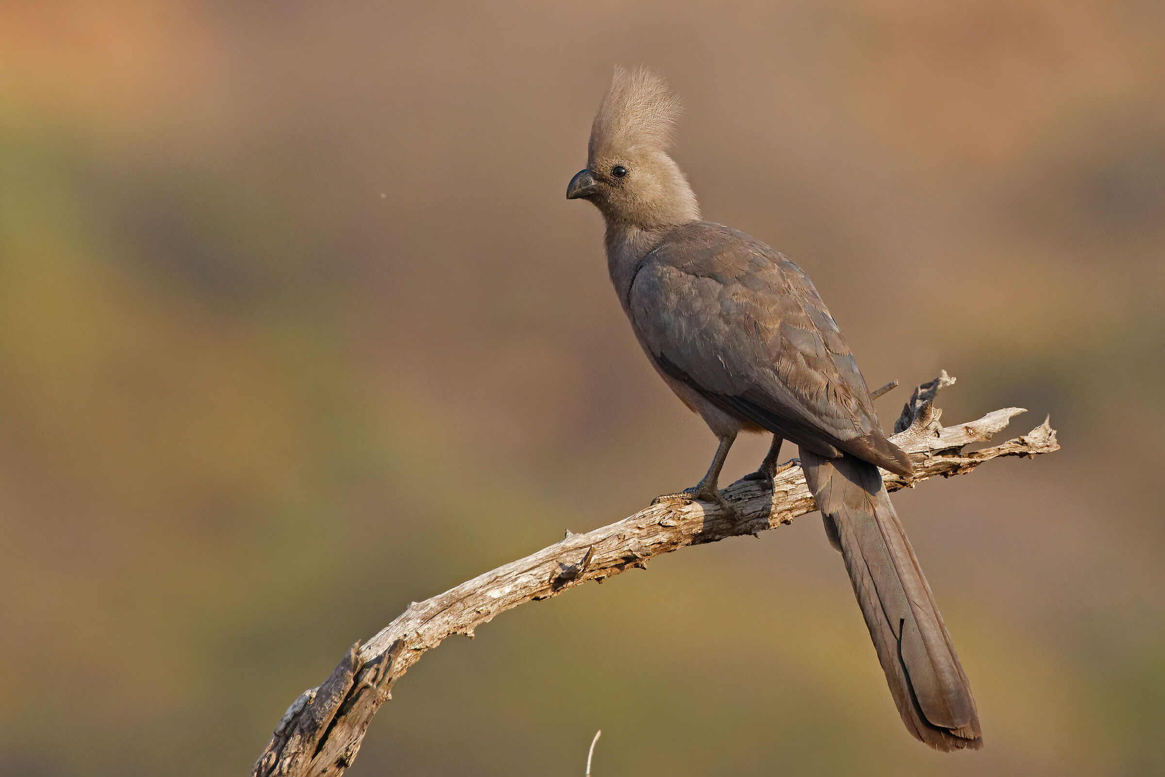 Turaco