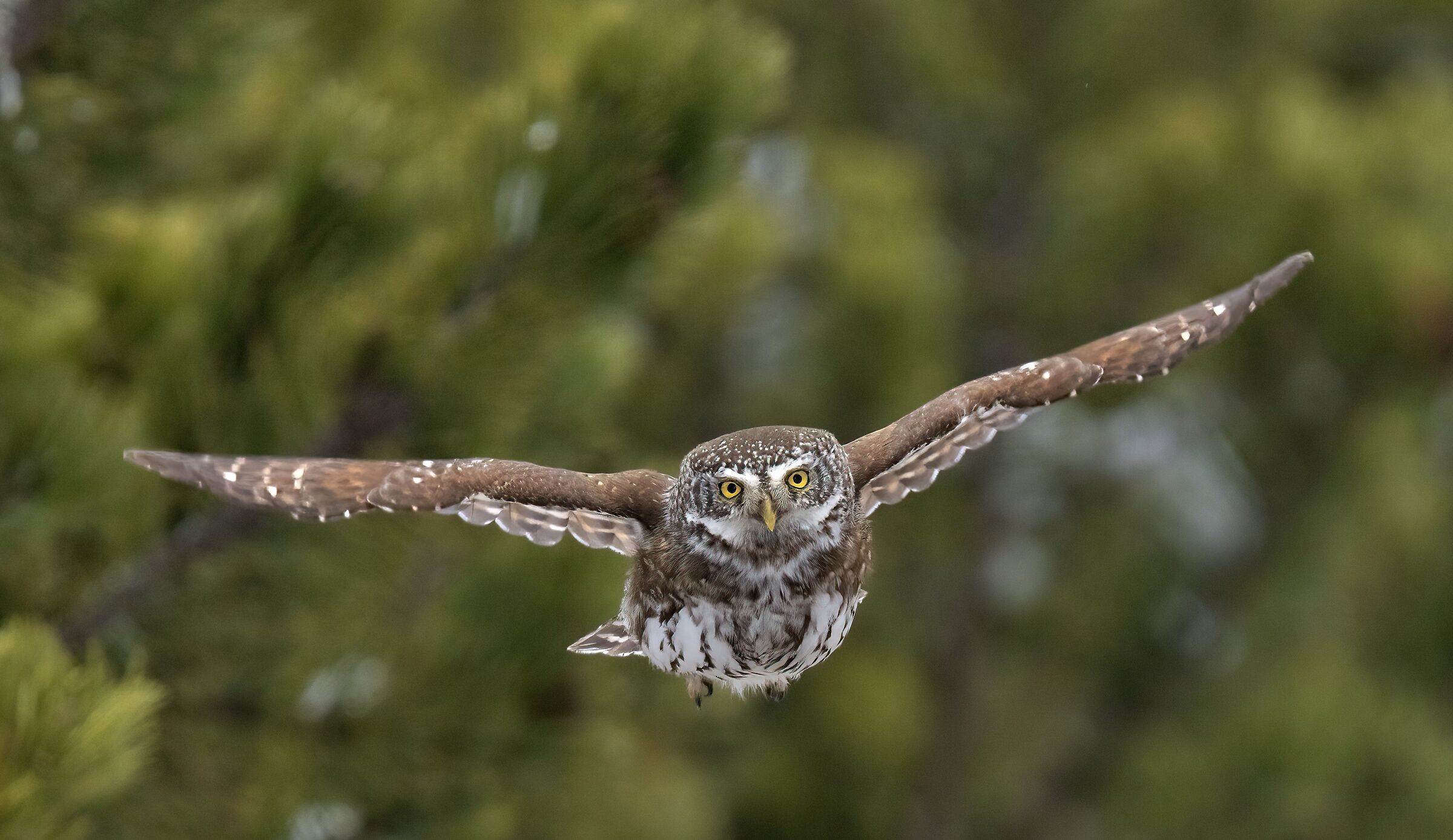 Dwarf owl