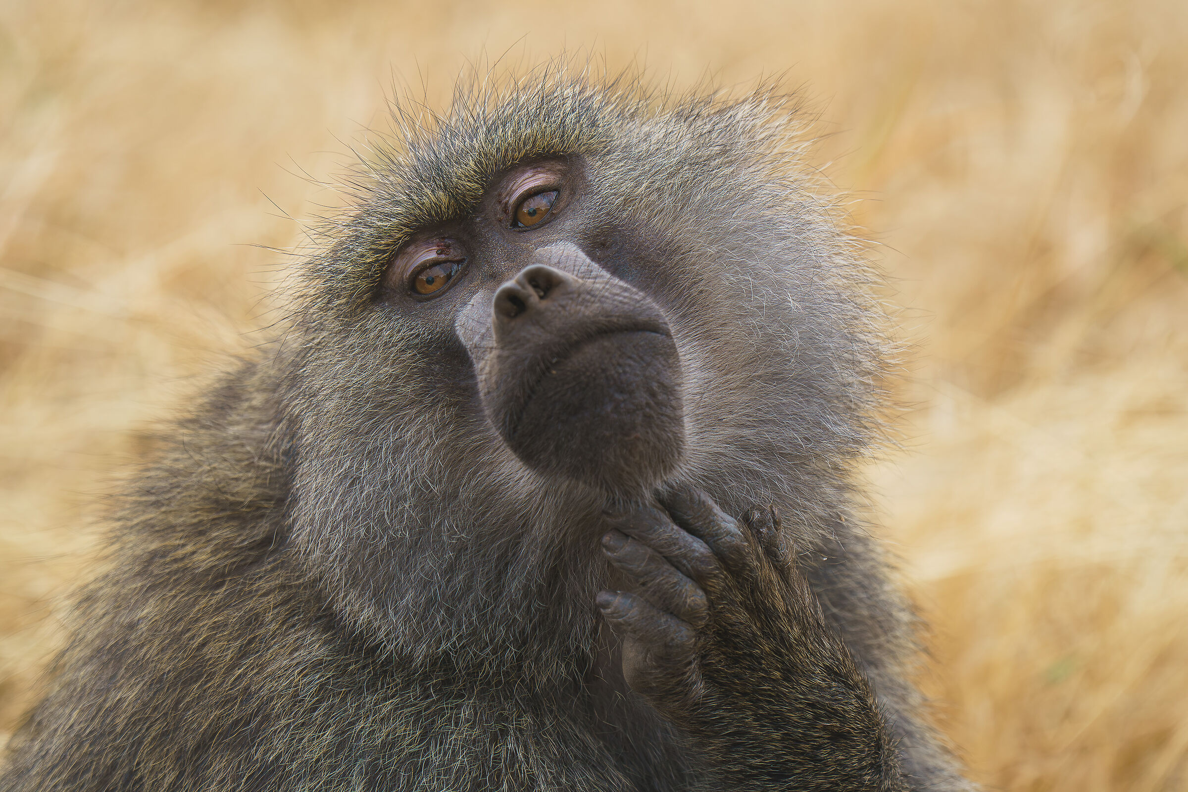baboon