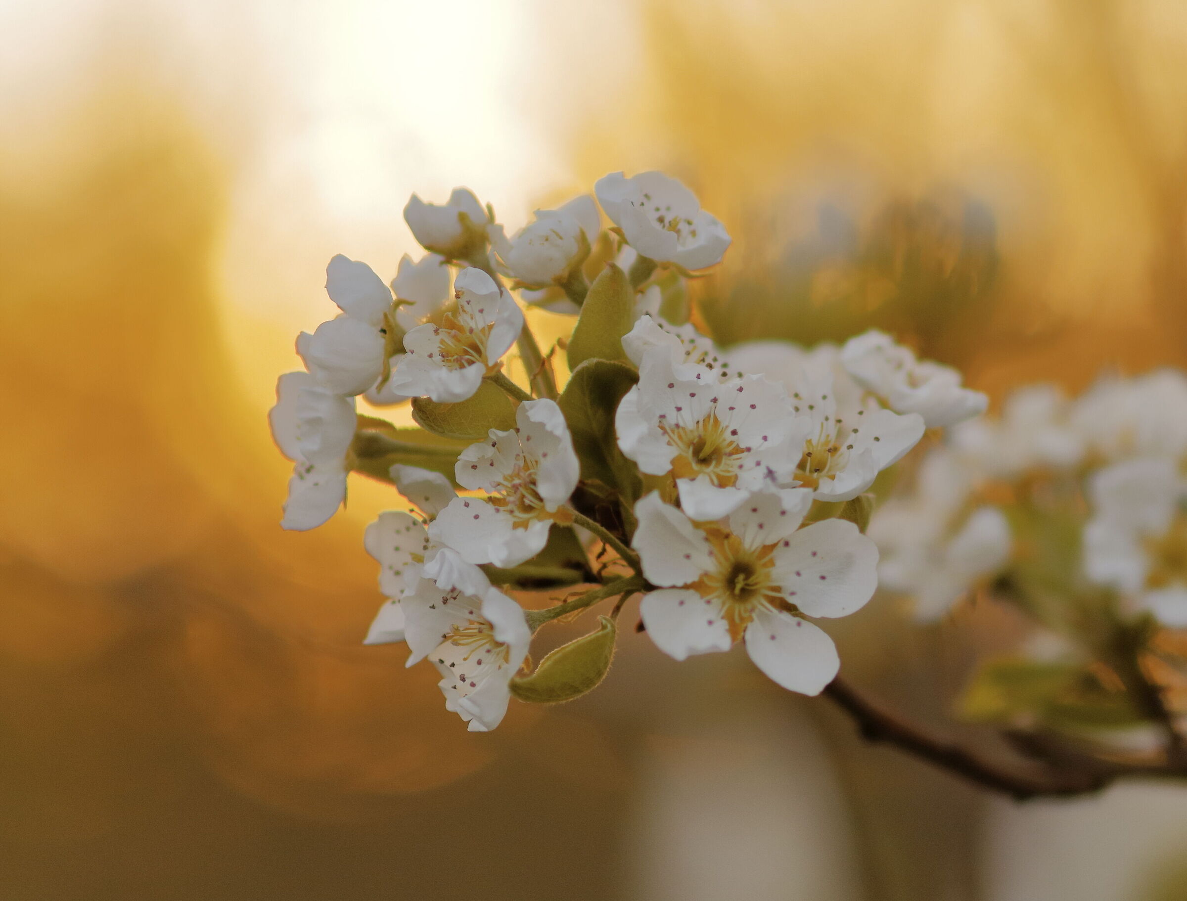 Pear blossoms at sunset
