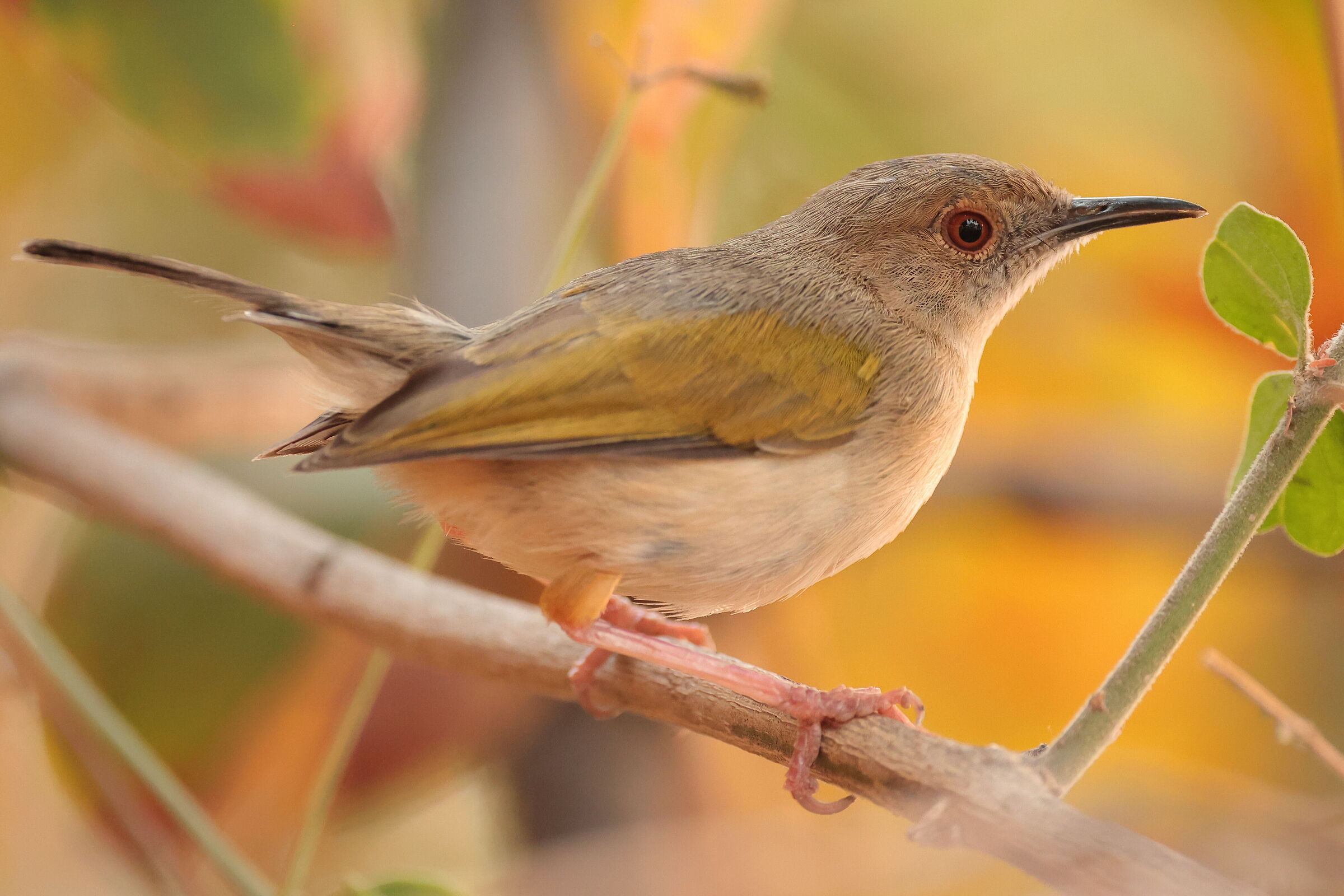 Botswana - Camaroptera dal dorso grigio