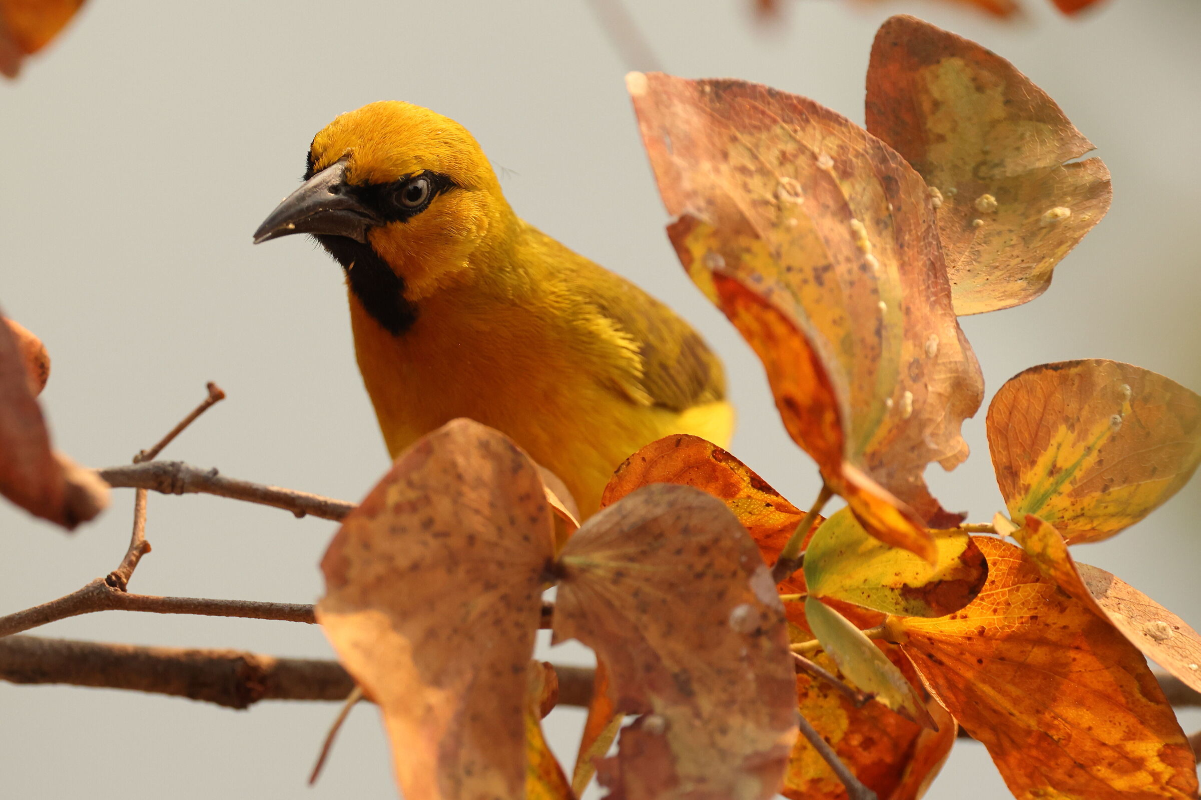 Botswana - Tessitore dagli occhiali