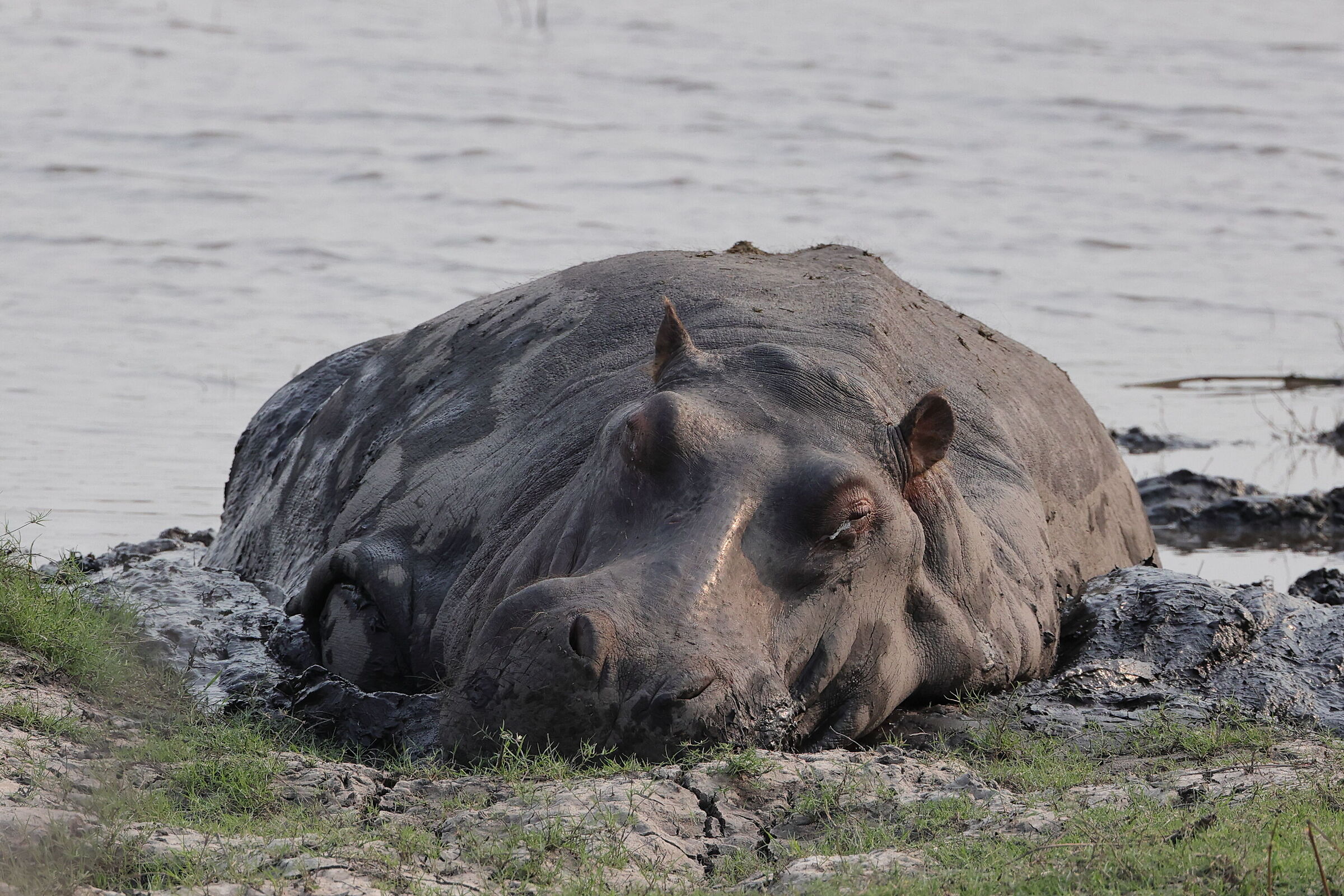 Botswana - il riposo dell'ippopotamo