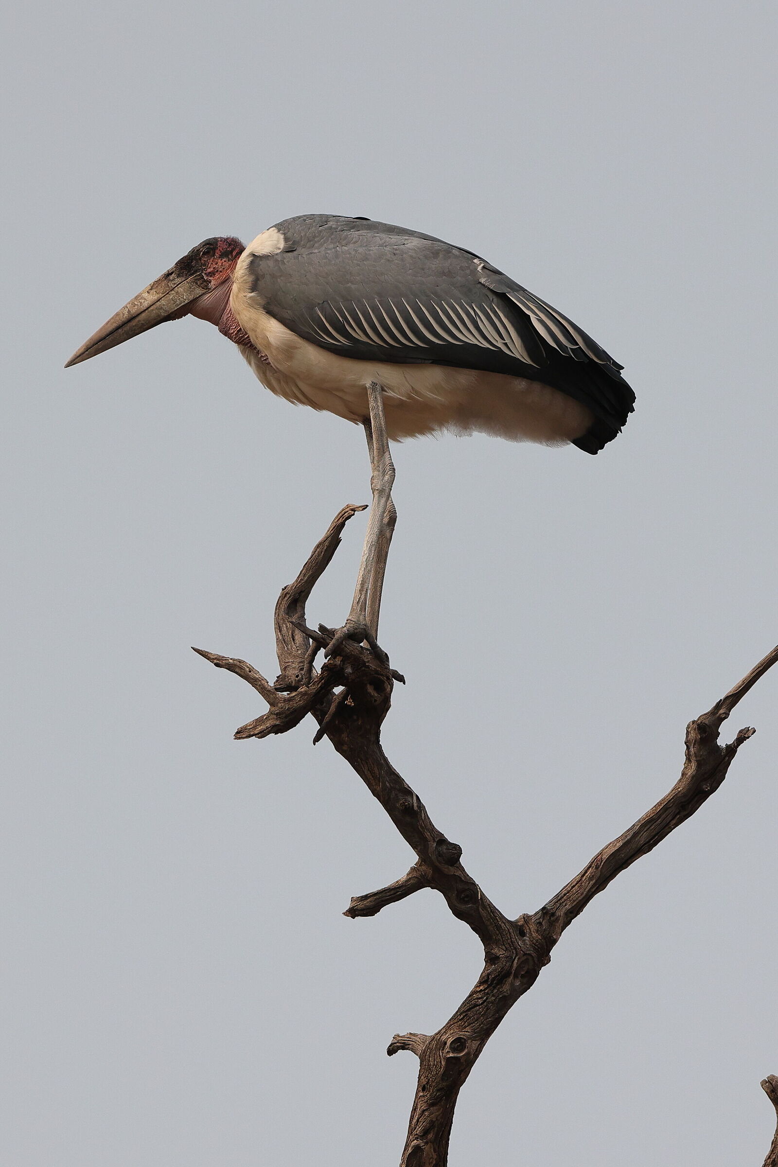 Botswana - Marabù africano