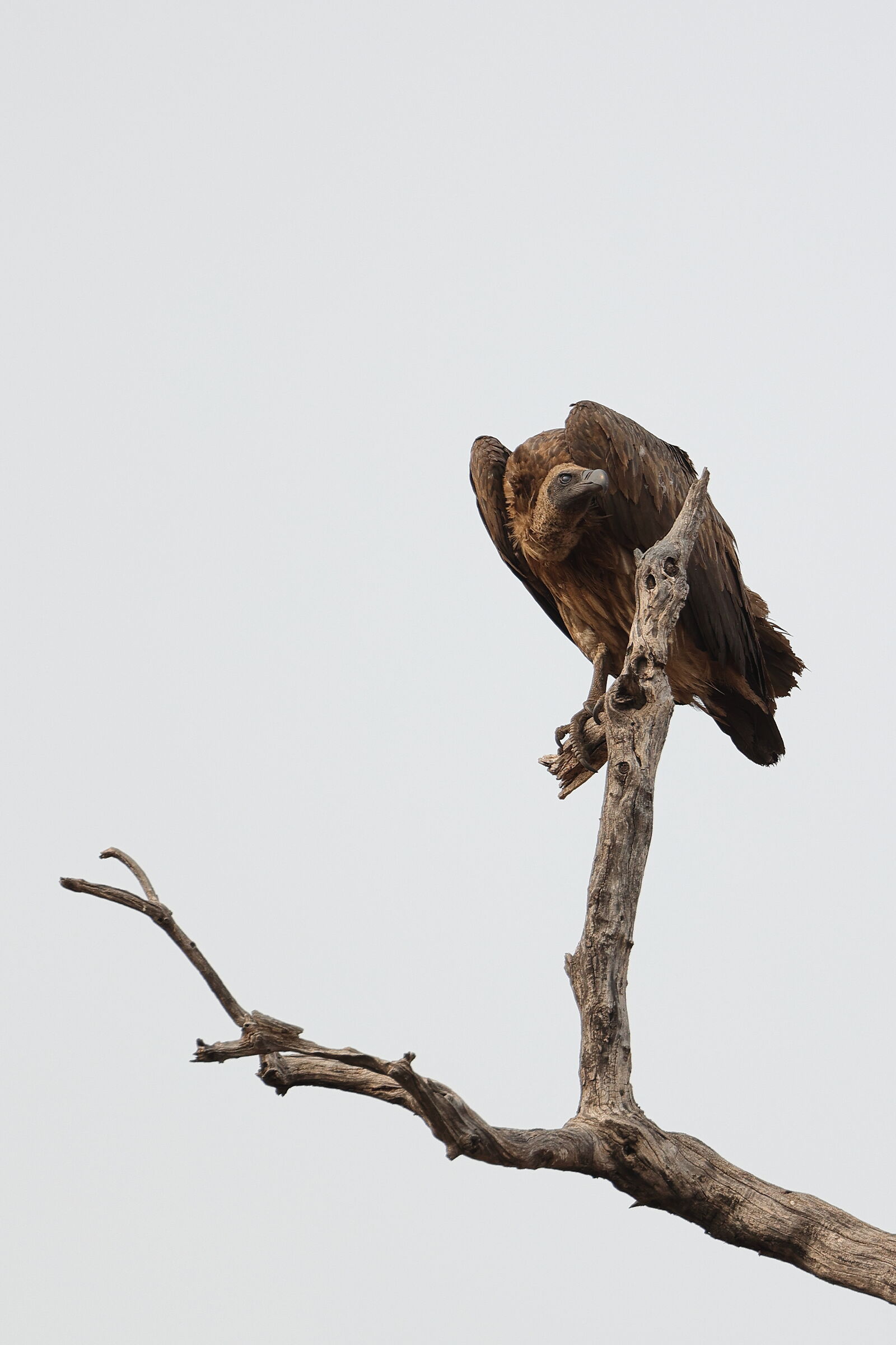 Botswana - Grifone del Capo