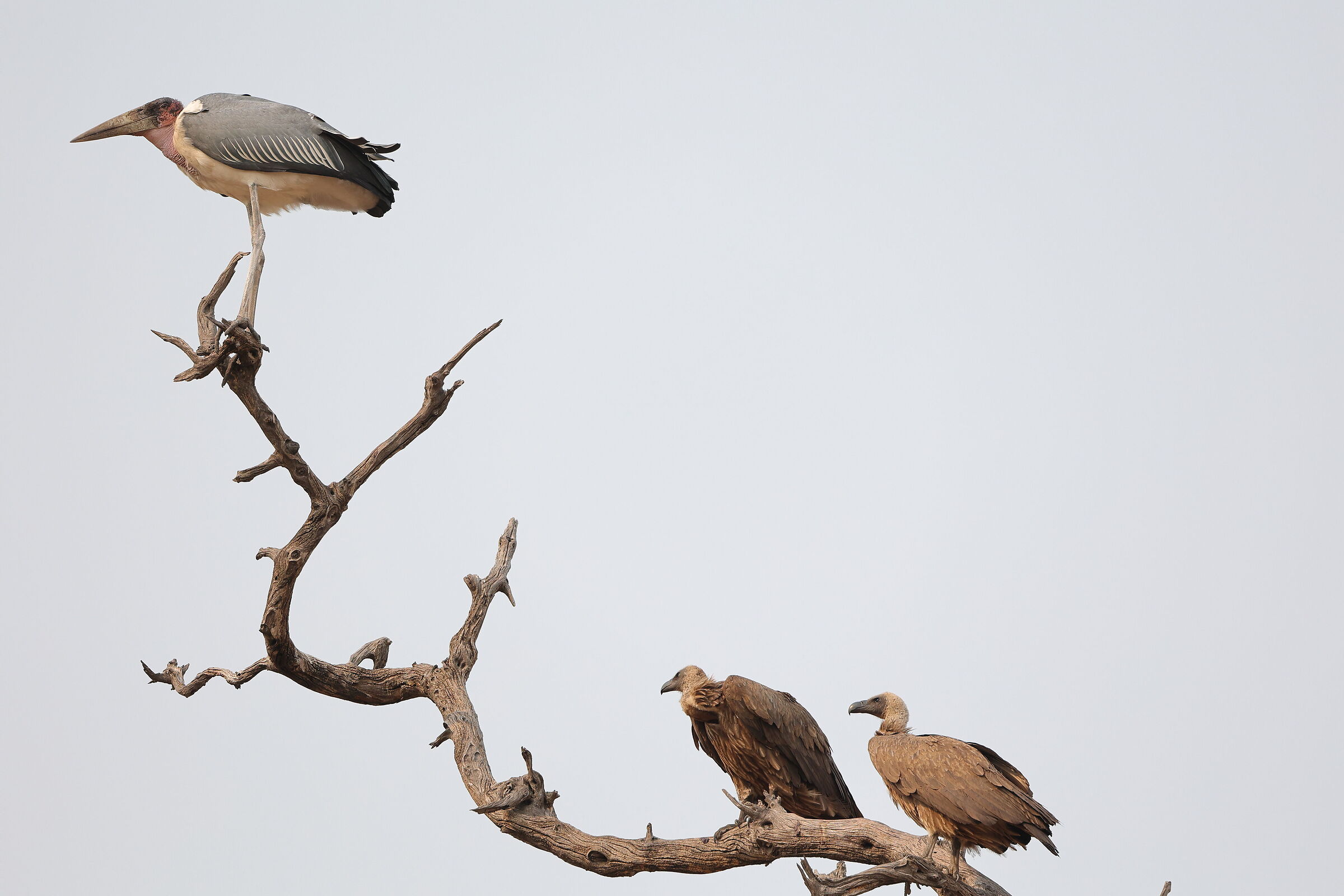 Botswana - Due grifoni e un marabu