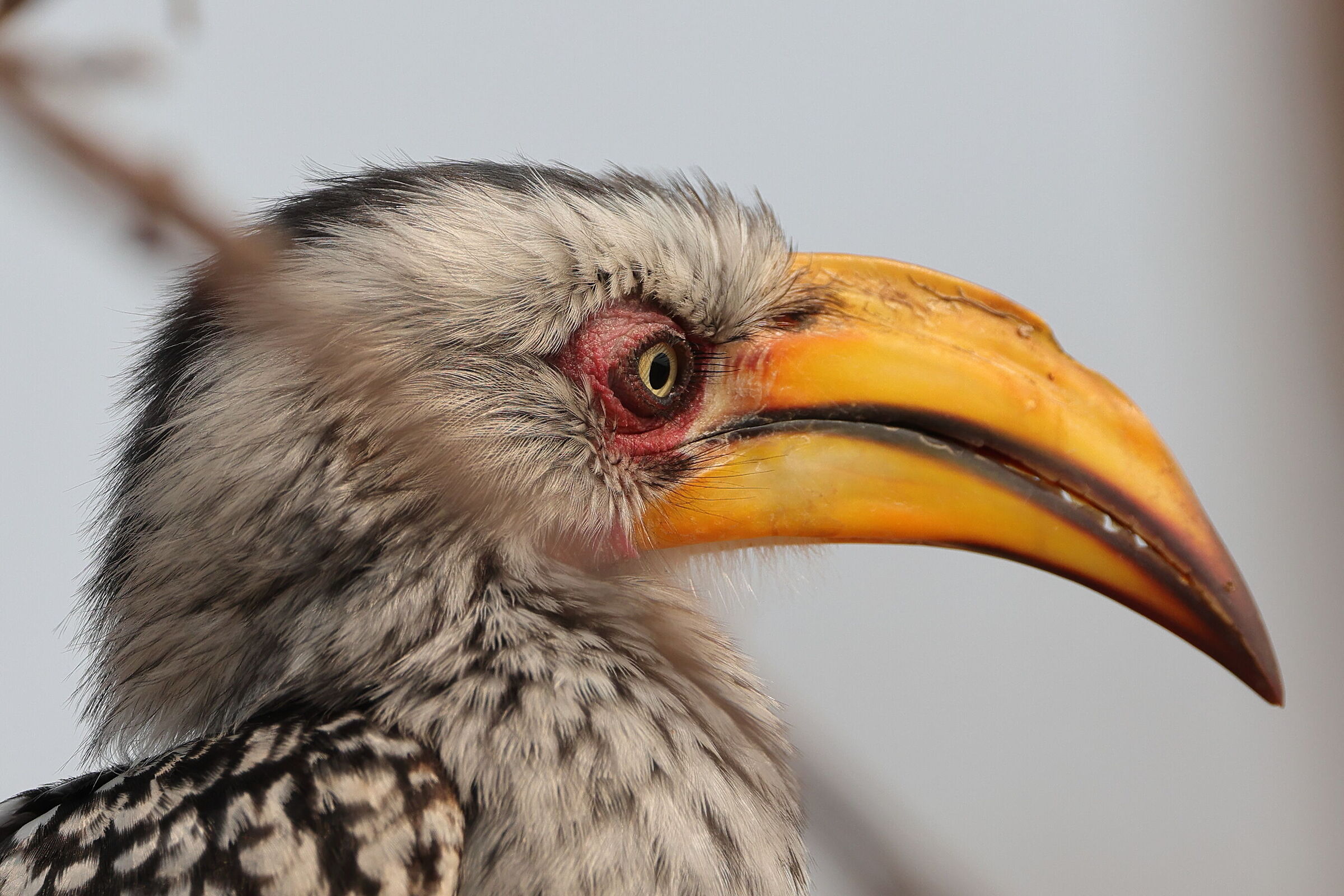 Botswana - Buccero in primo piano