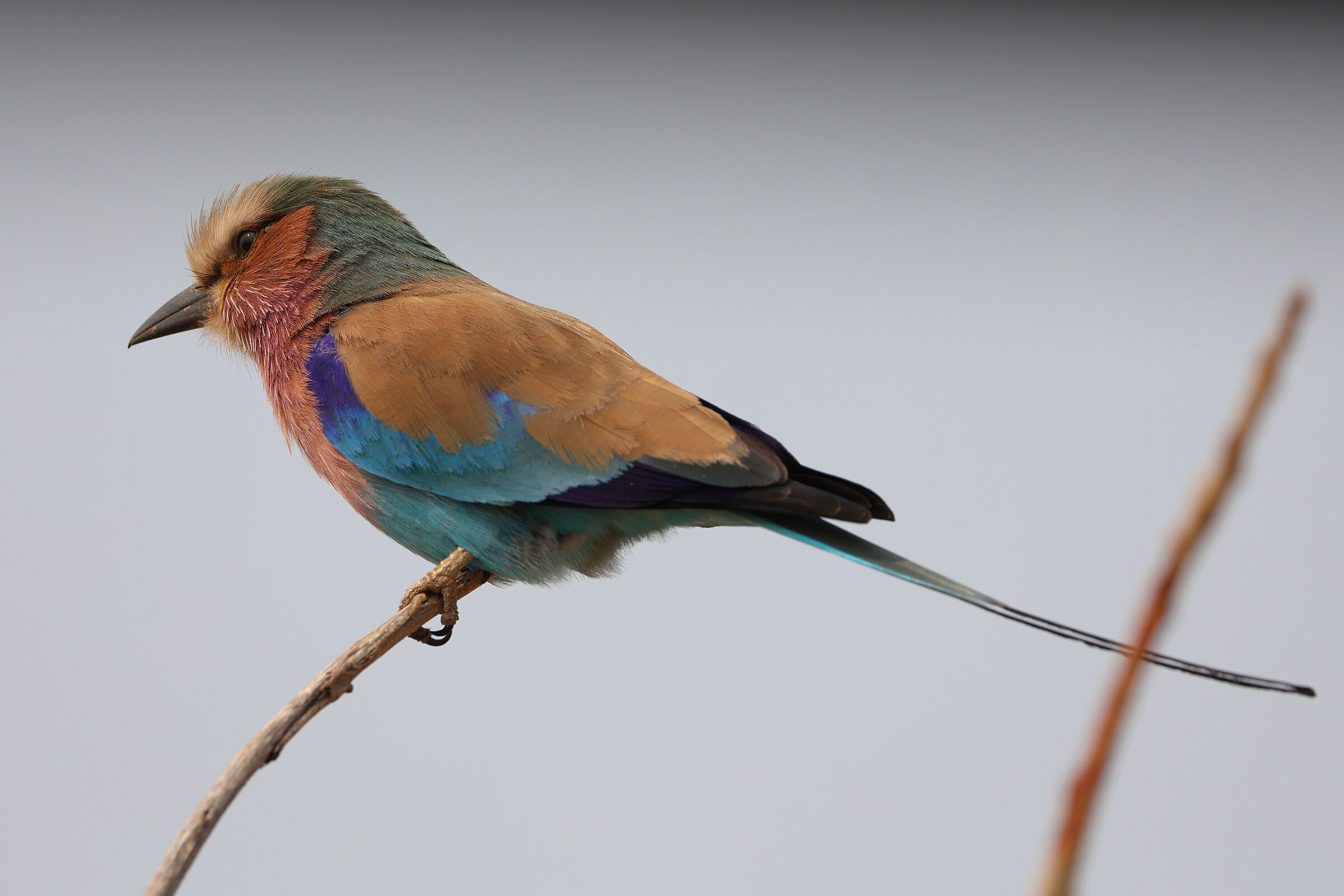 Botswana - Ghiandaia marina pettolilla II