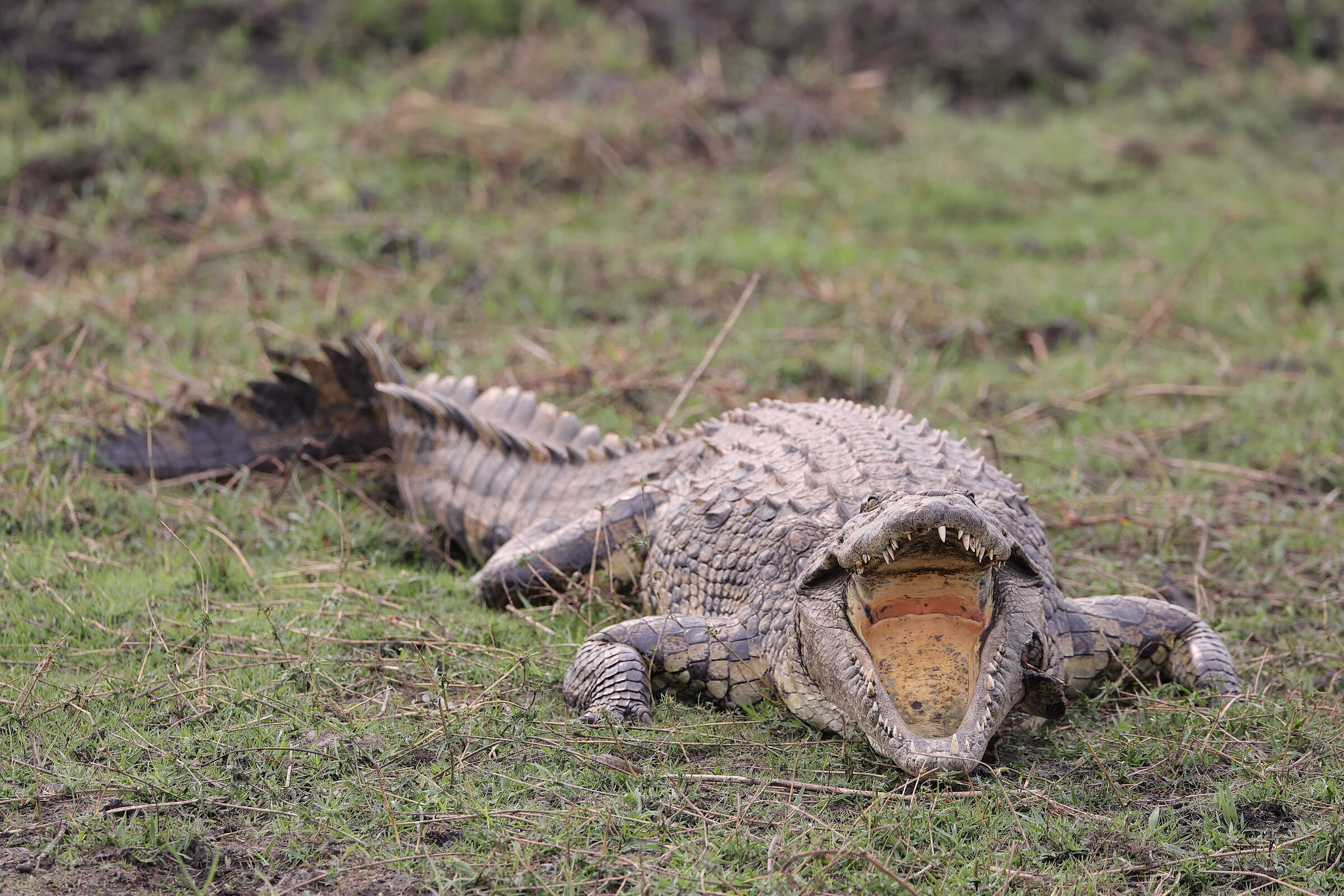 Botswana - Coccodrillo