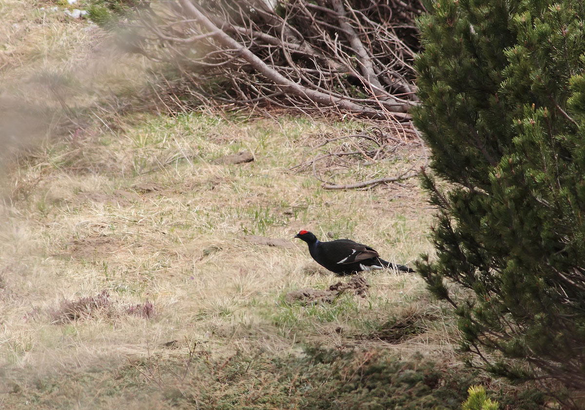 Black Grouse