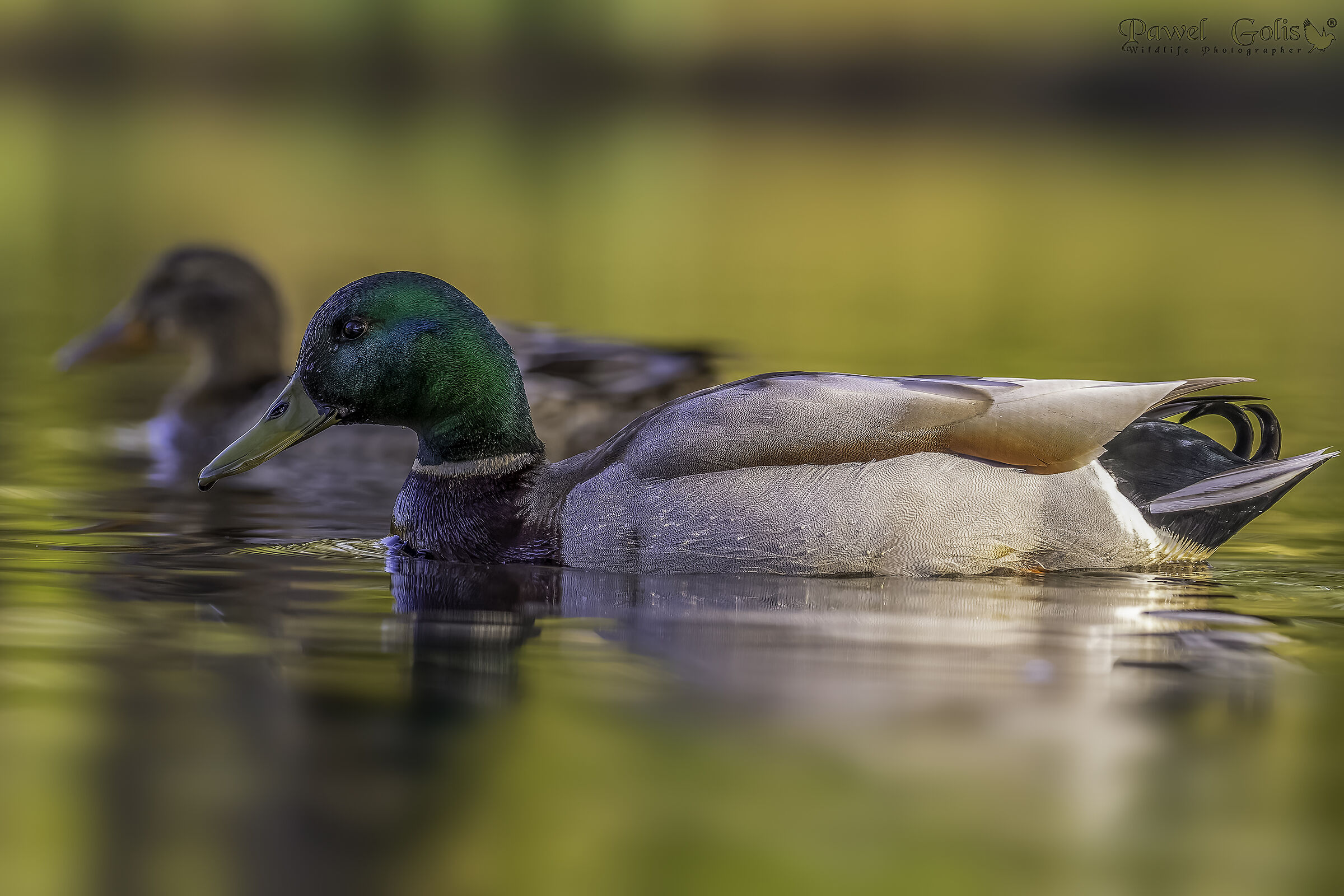 Germano reale (Anas platyrhynchos)