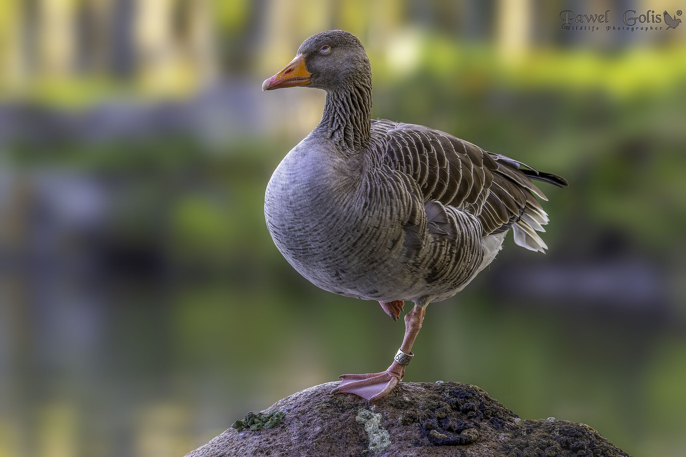 Oca grigia (Anser anser)