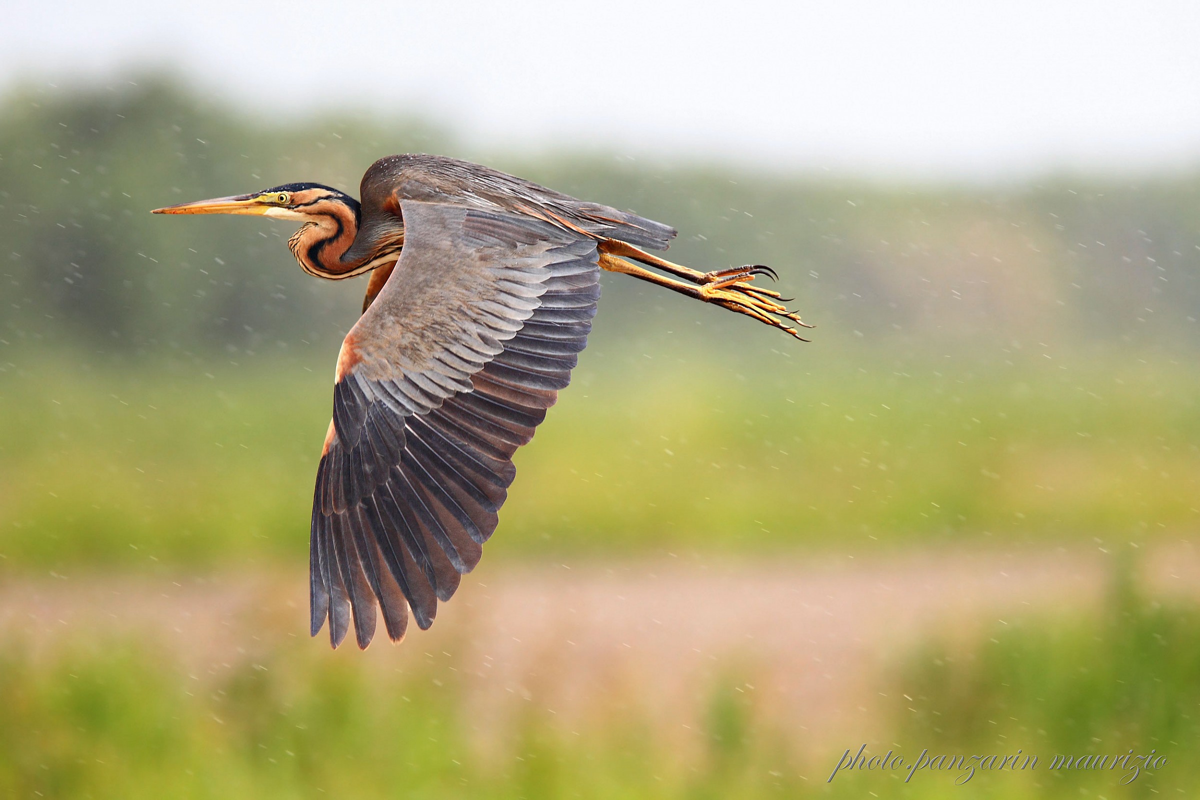 purple heron in the rain