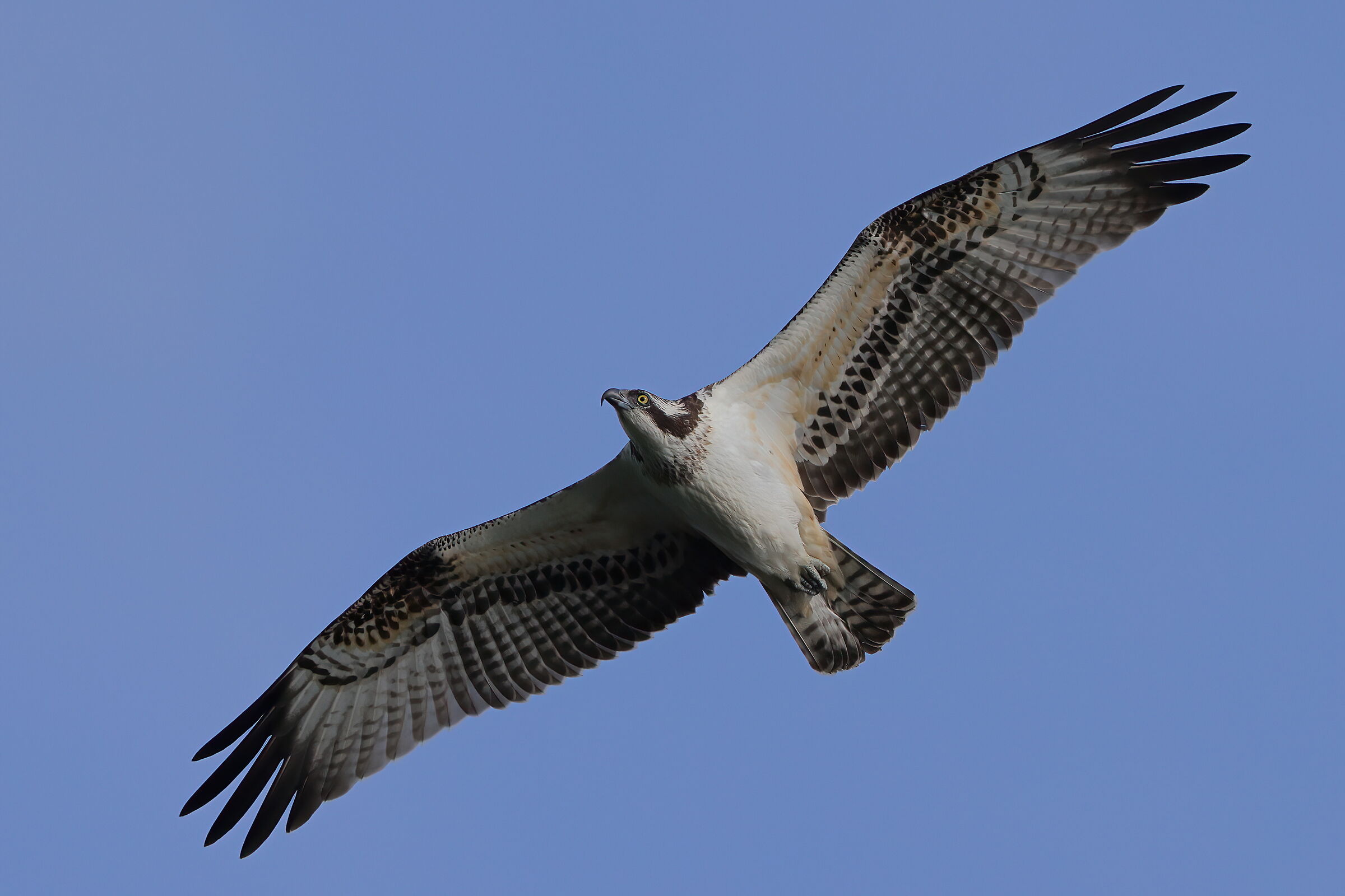 Osprey