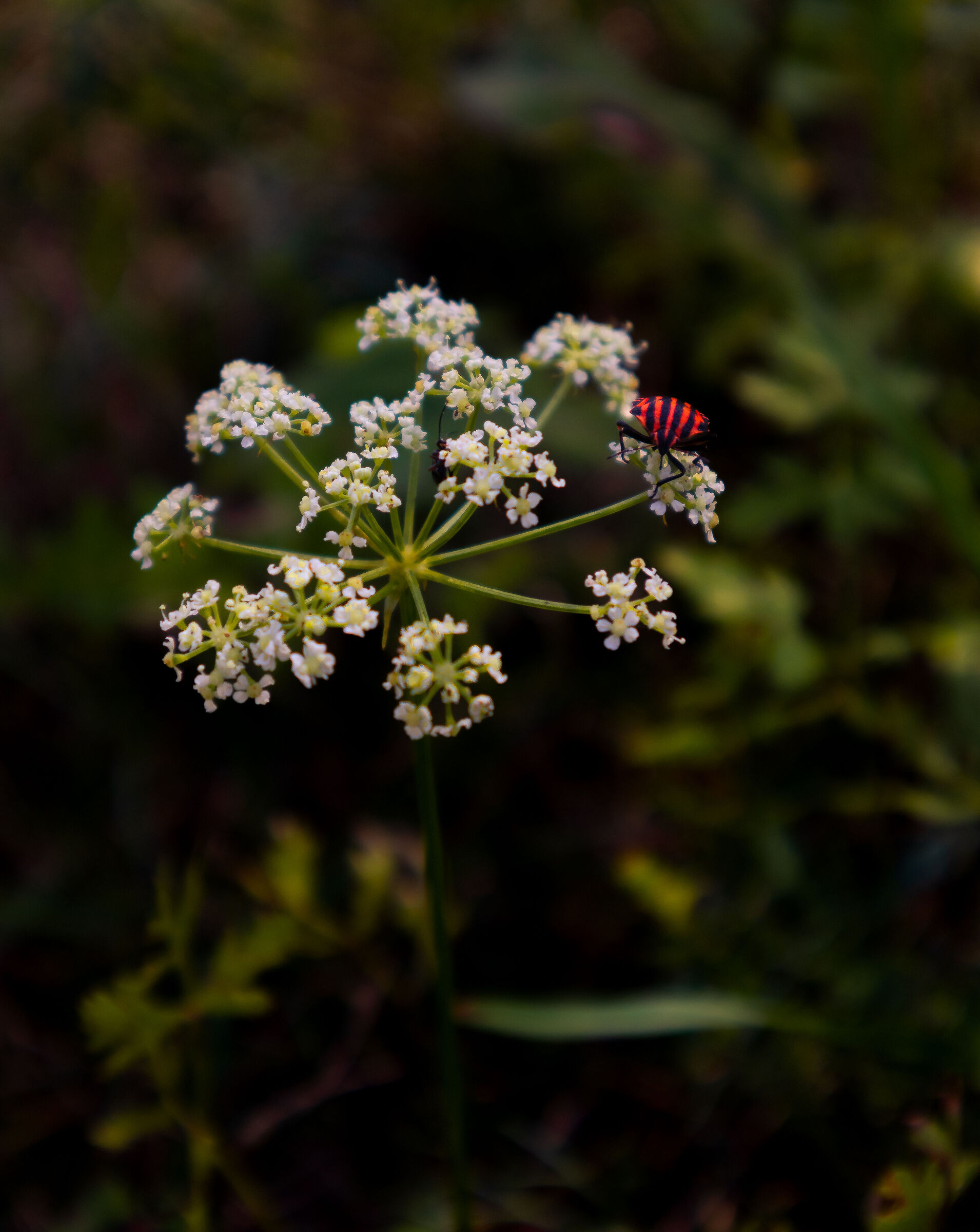 White, red and black