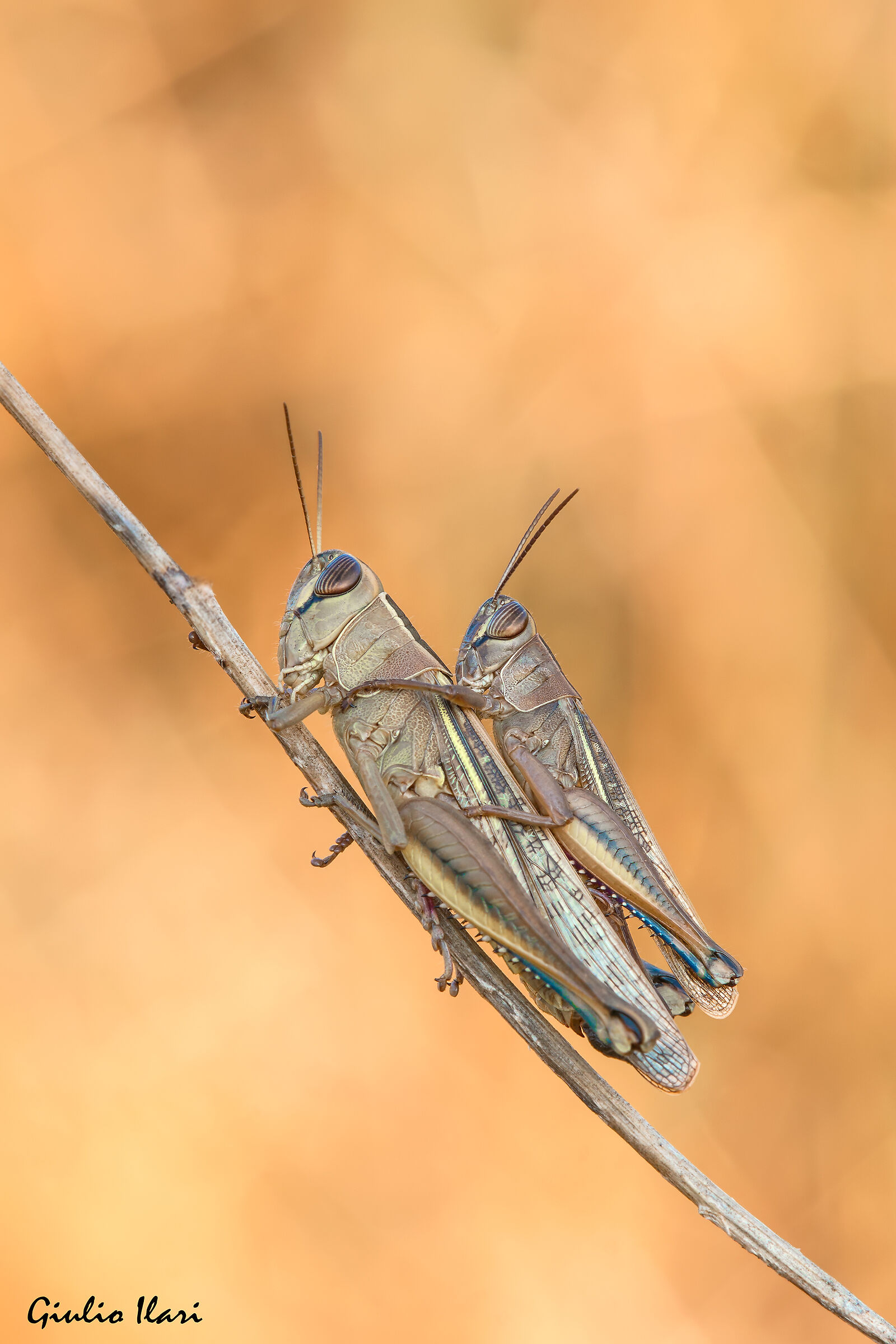Eyprepocnemis plorans