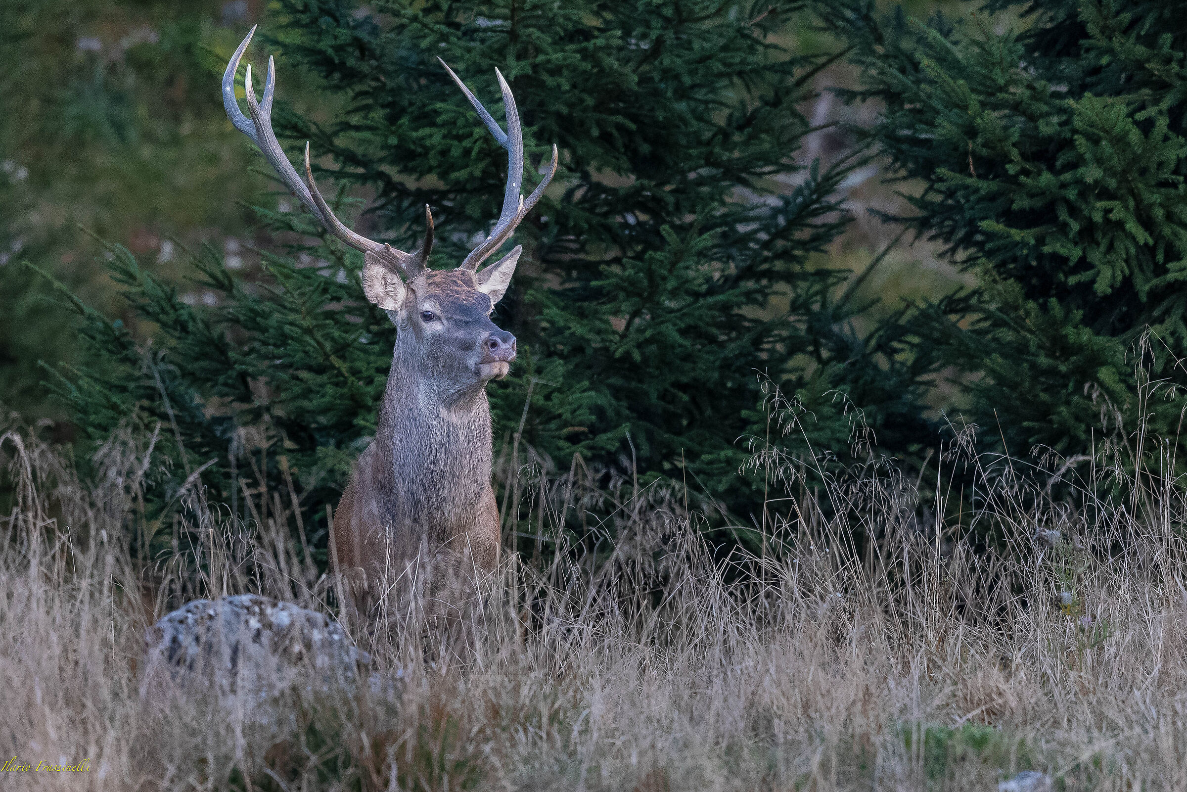 the King comes out of the forest