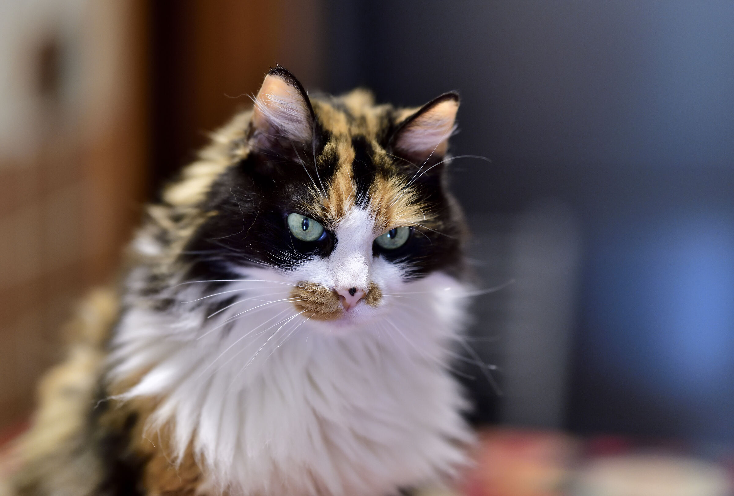 Ciao Tesoro, la mia Modella