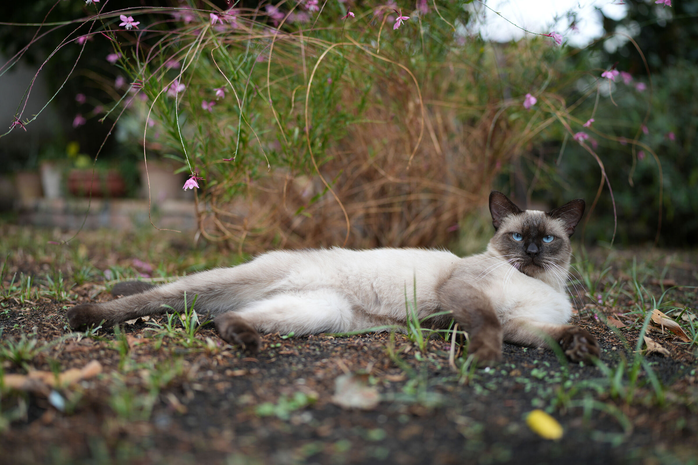 Il gatto siamese