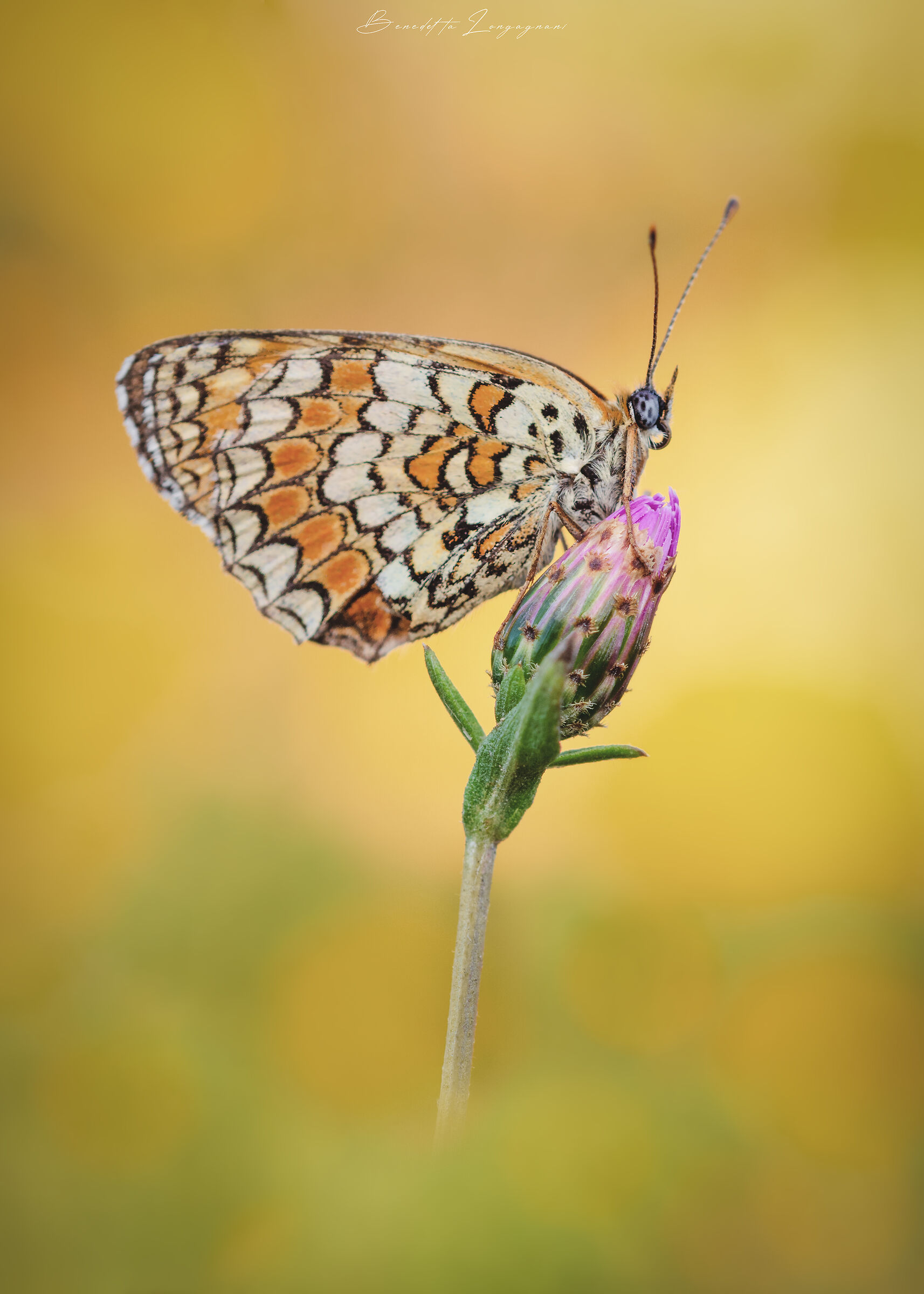 Melitaea at the first ray of sunshine