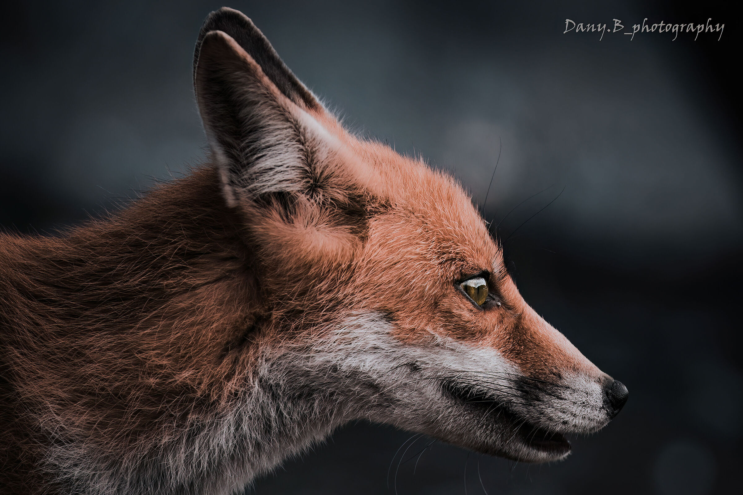Portrait of a fox