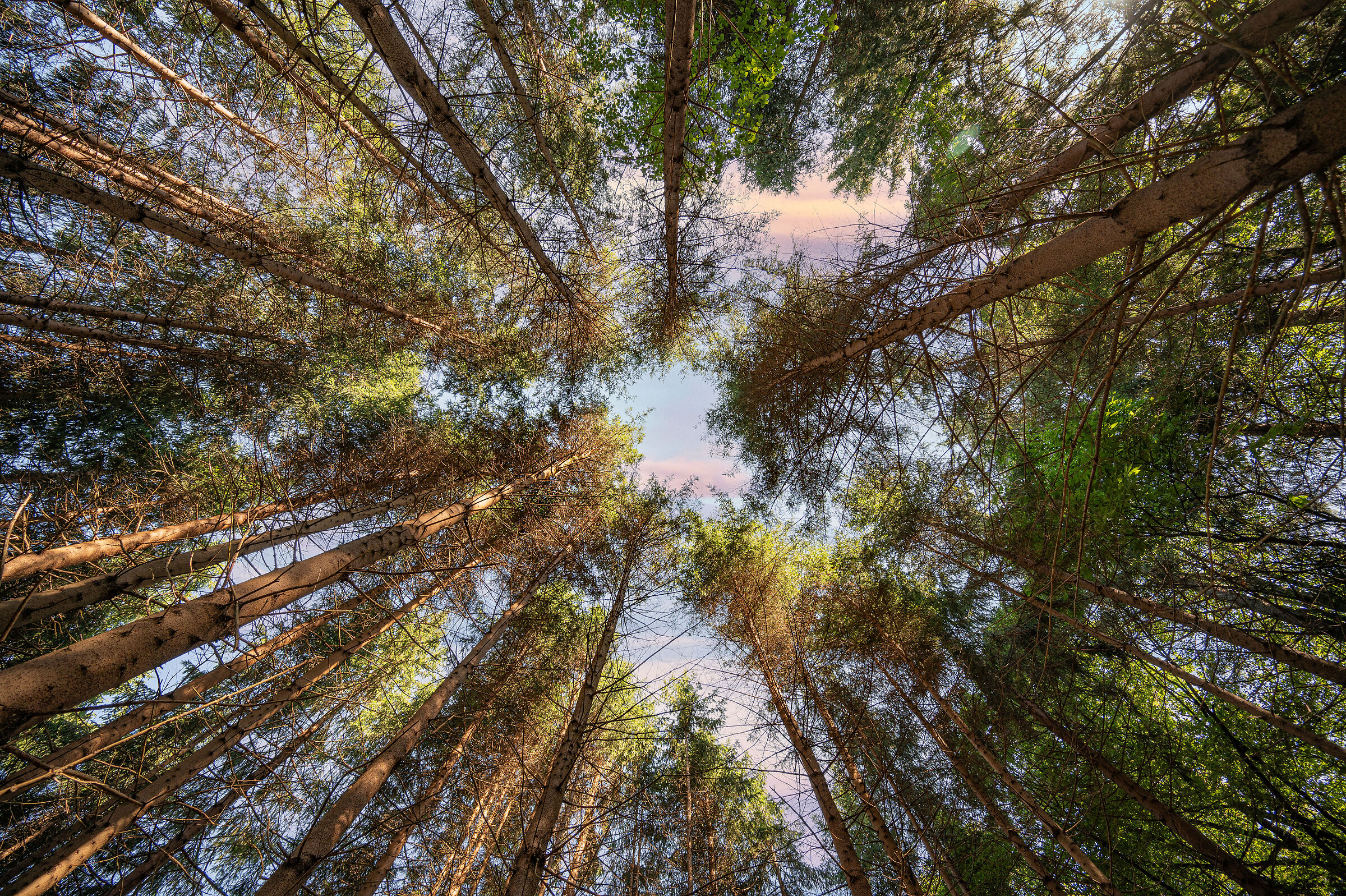 Towards the sky