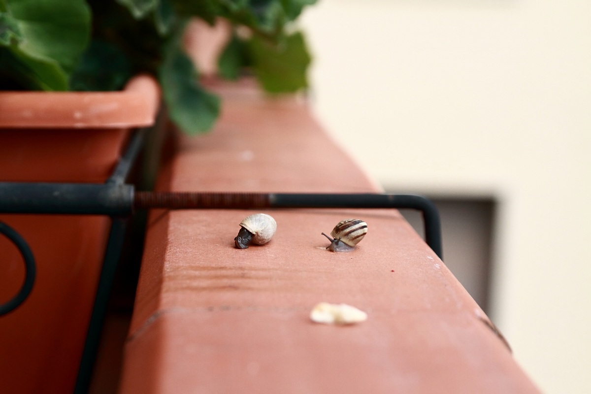 who goes slowly goes .......