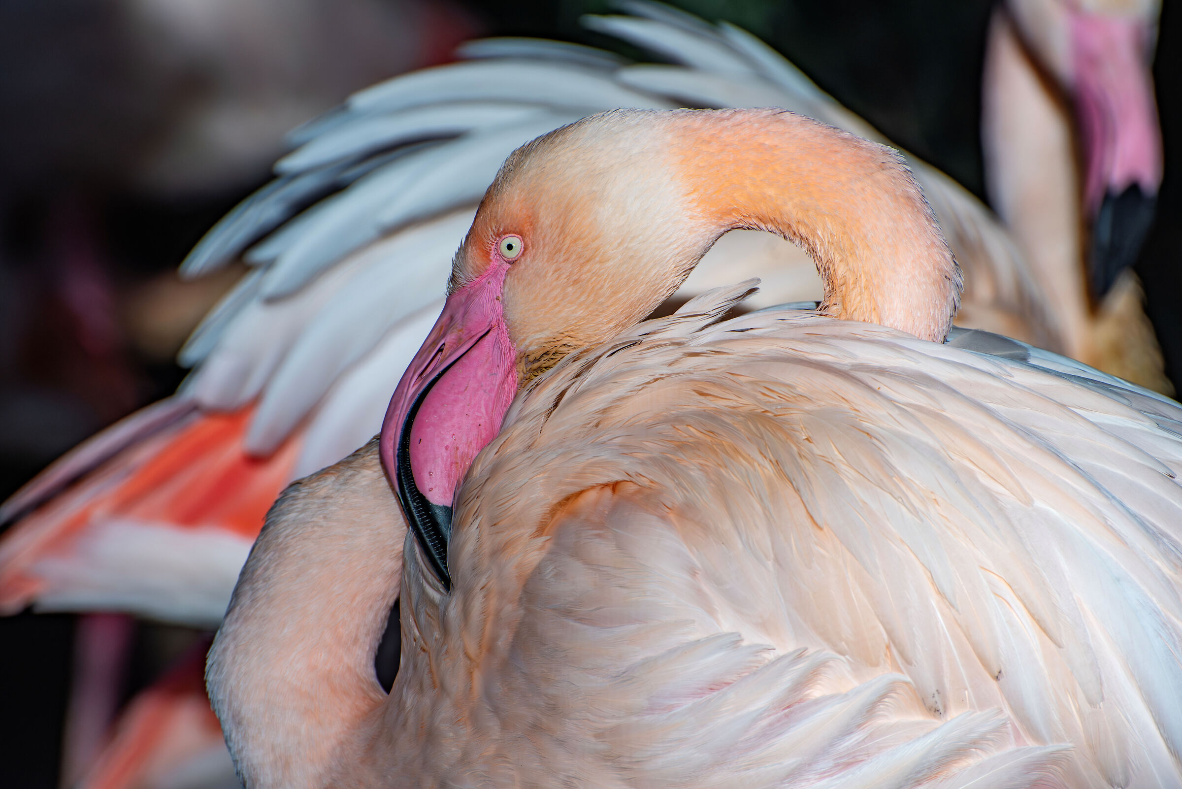 Flamingo