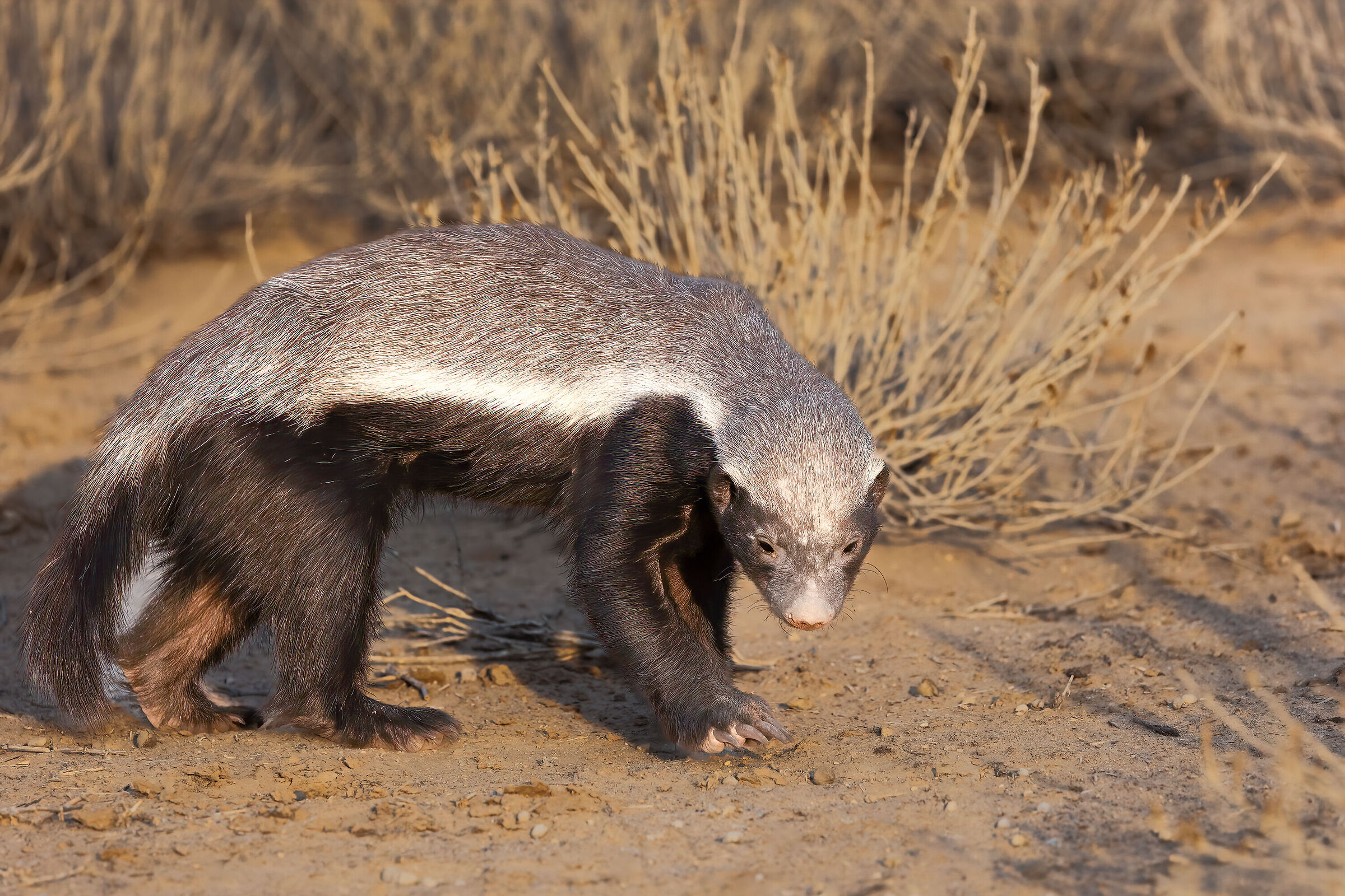 Honey badger