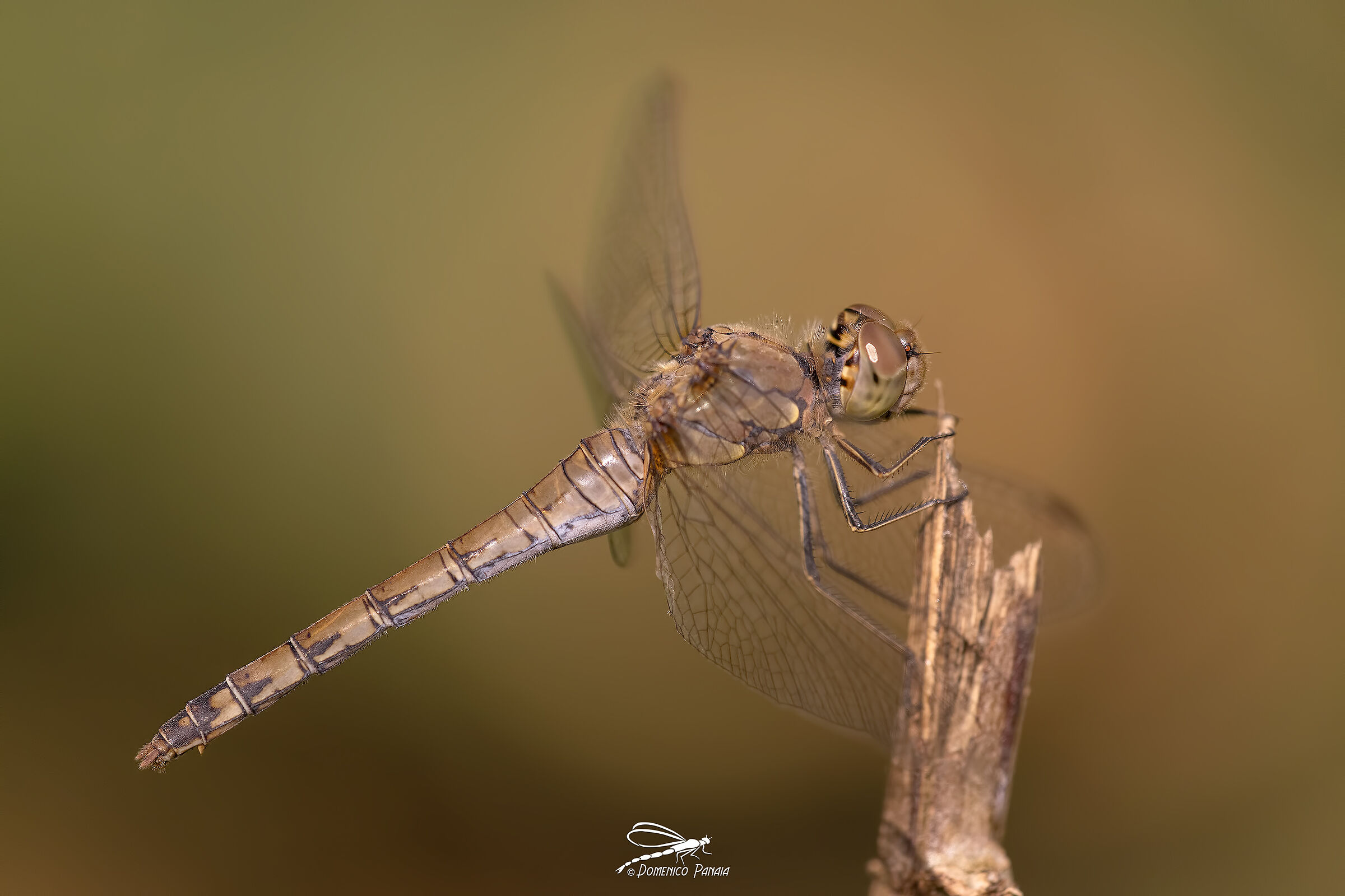sympetrum striolatum