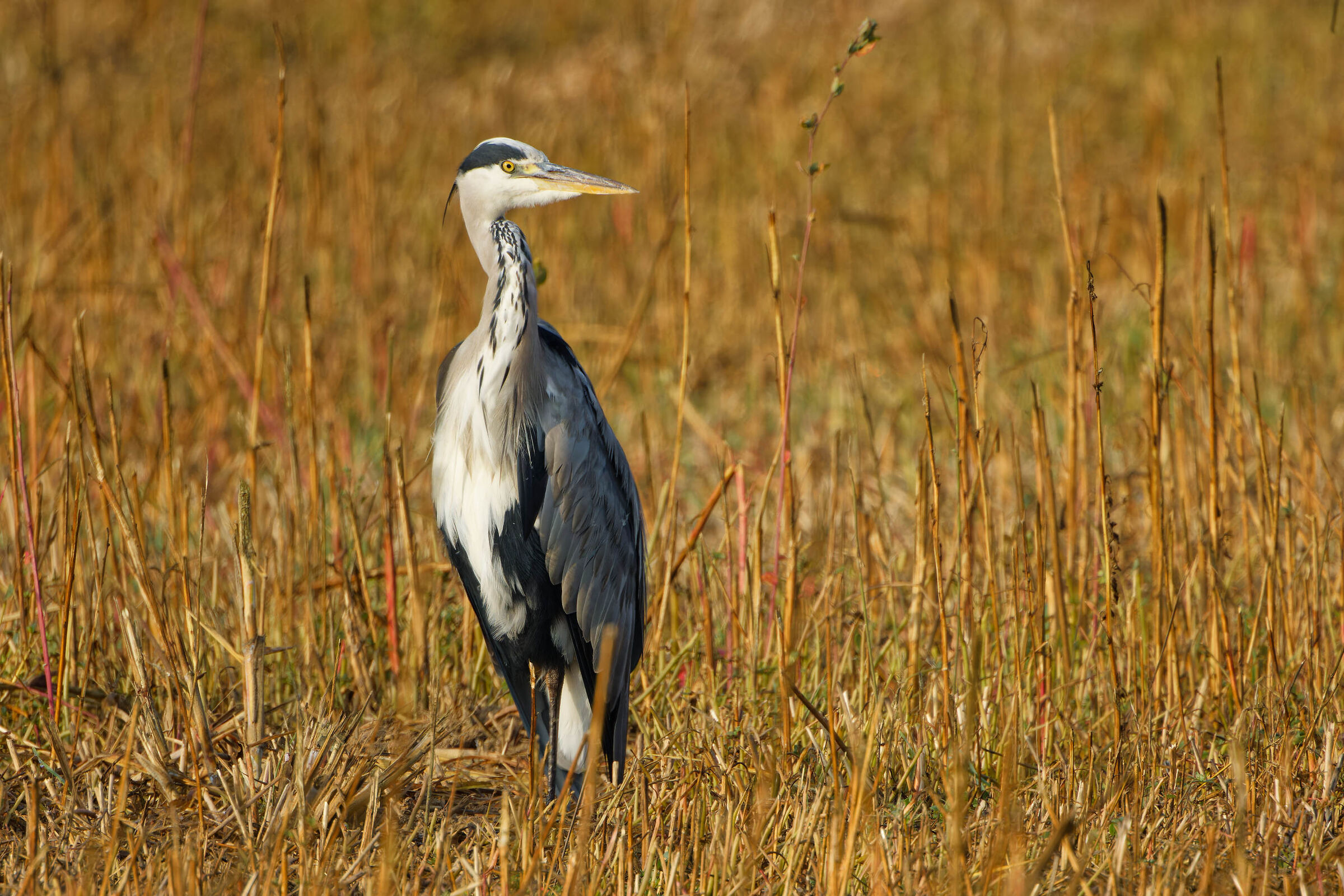 Parco della Vettabbia, September 2023