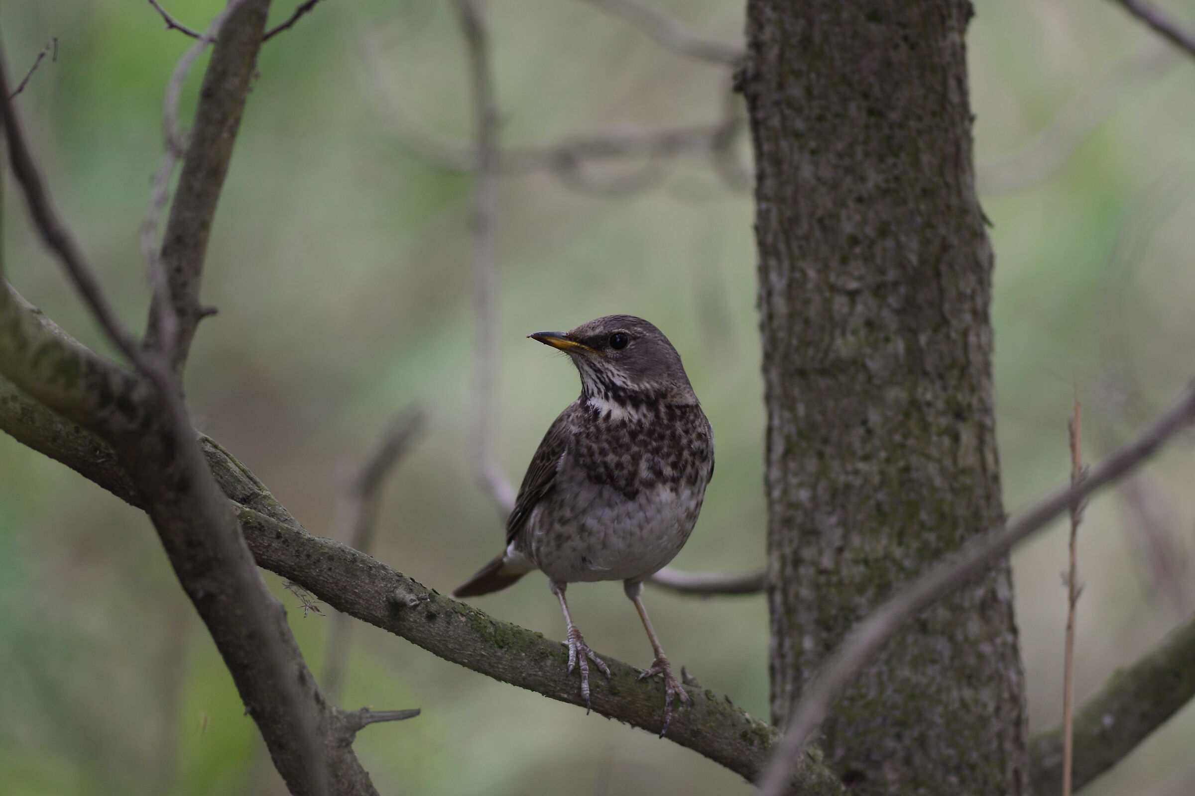 Pispola delle risaie, Oriental pipit