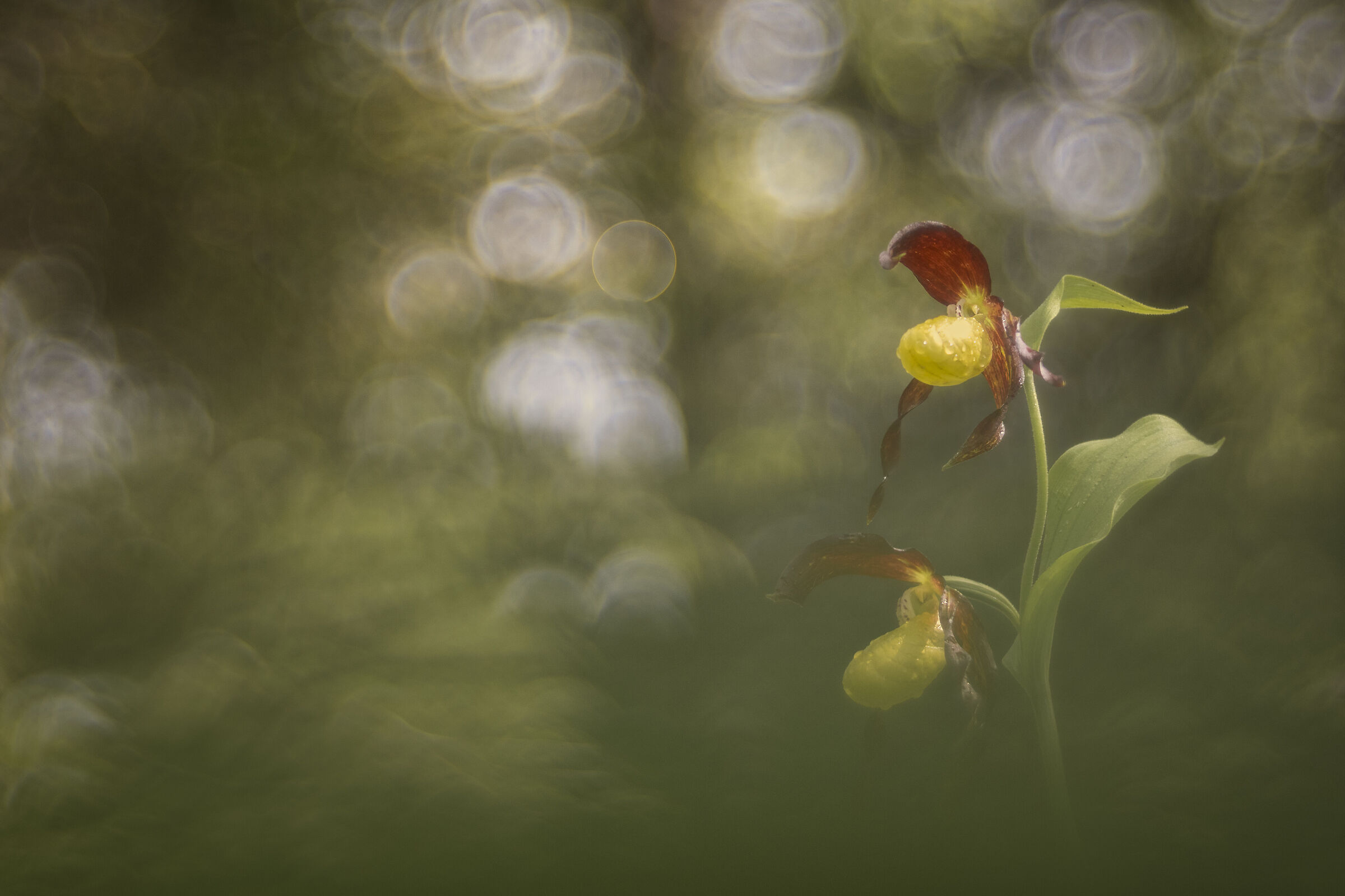 Cypripedium calceolus