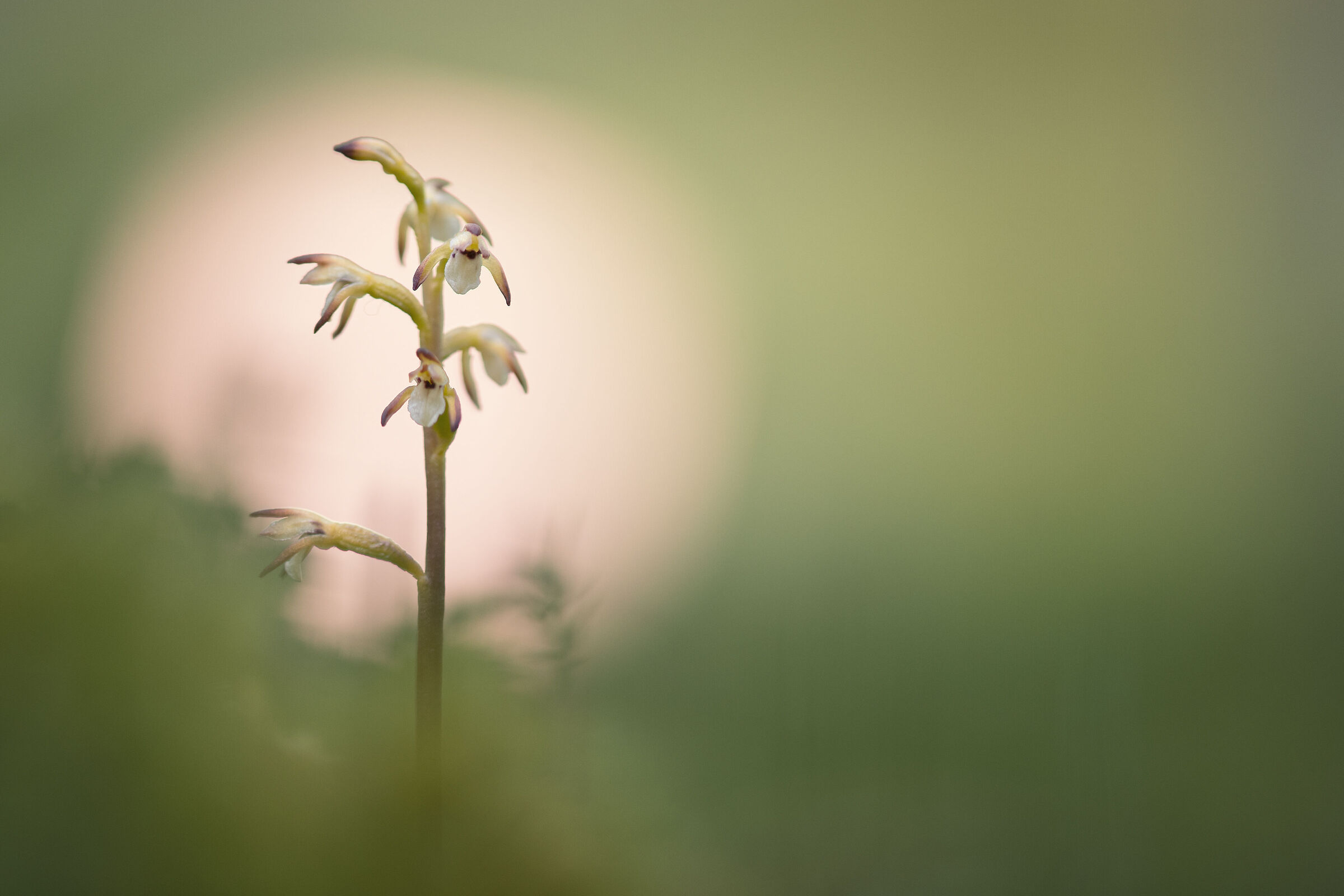 Corallorhiza trifida