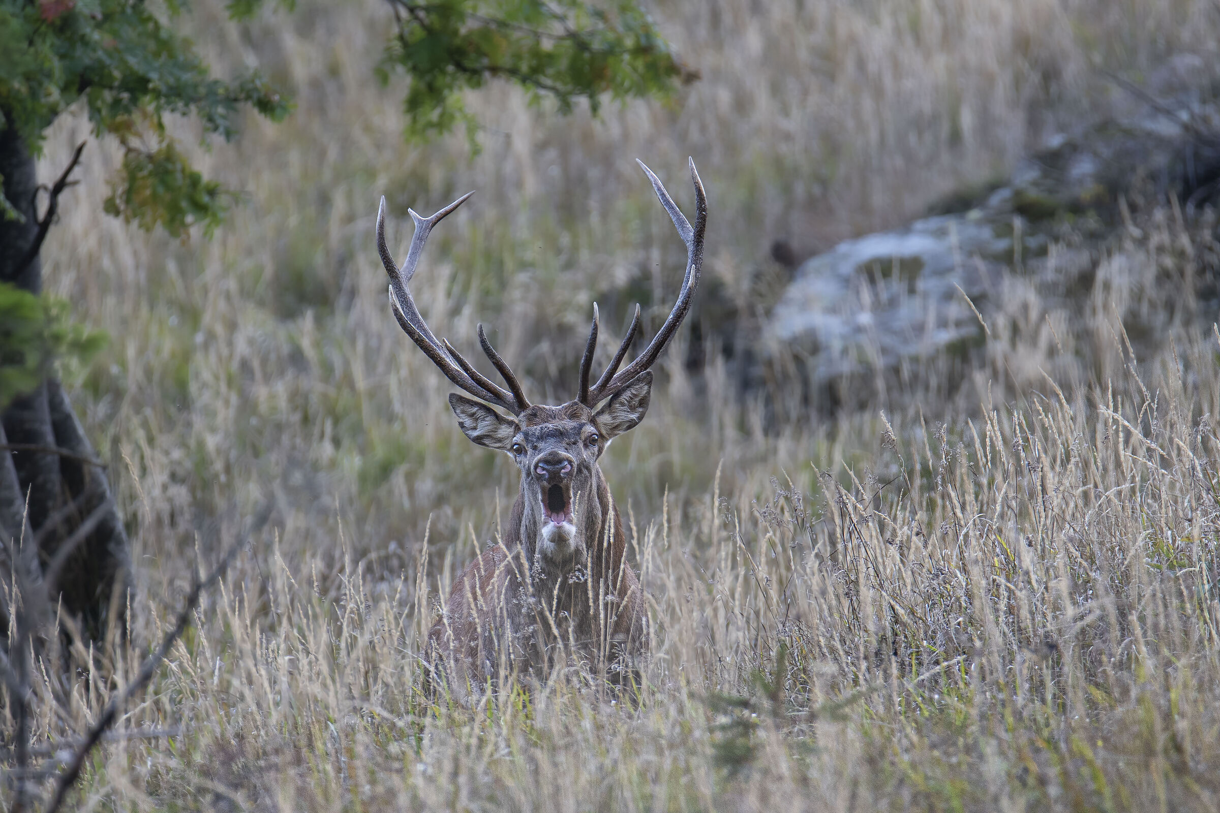 Deer roar