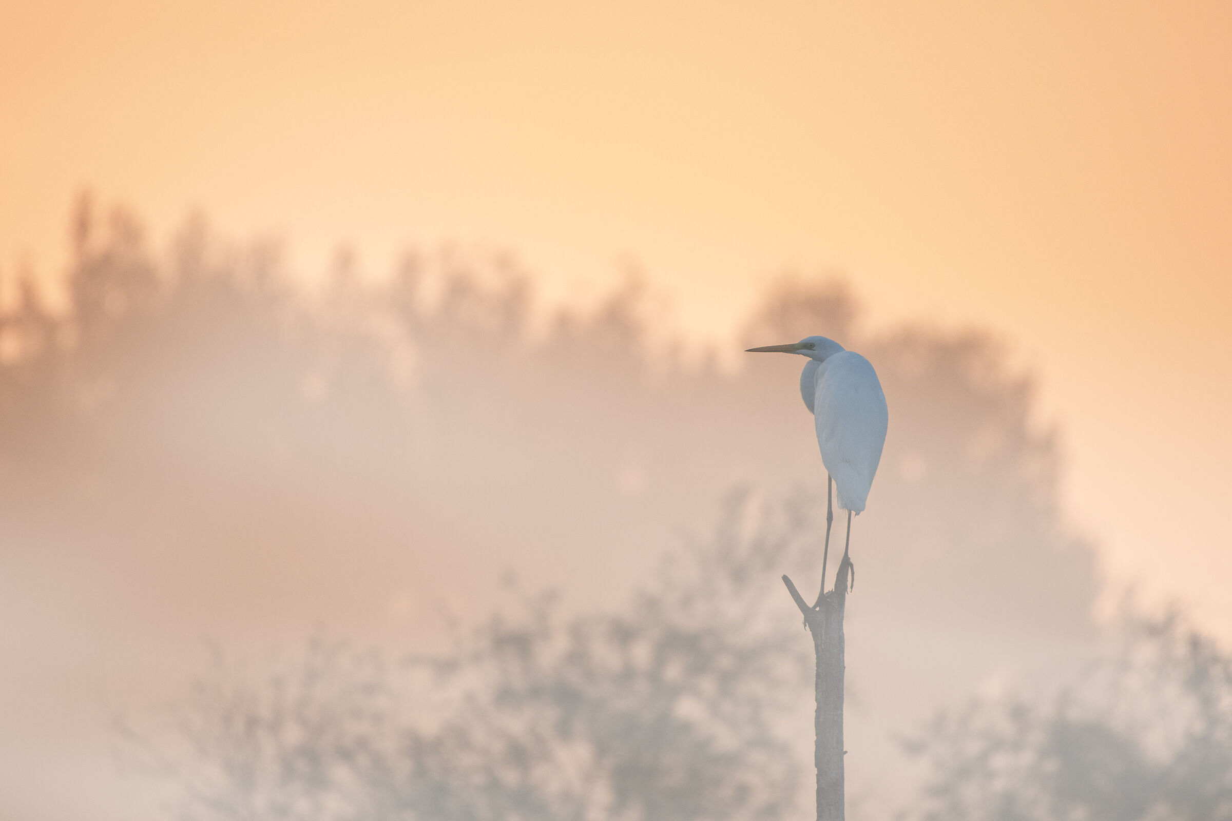 Great white heron at dawn