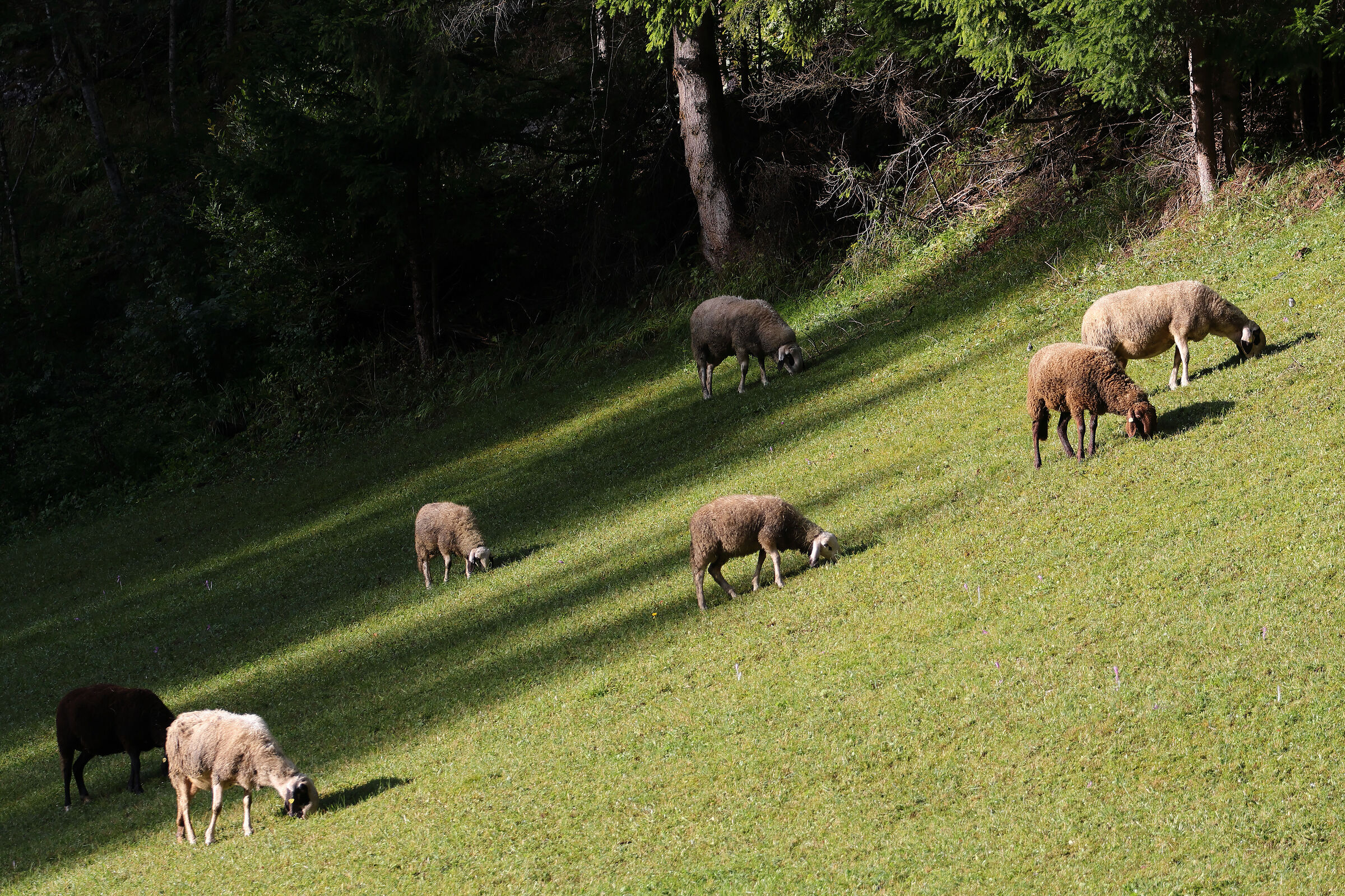 Pasture in Rumestluns
