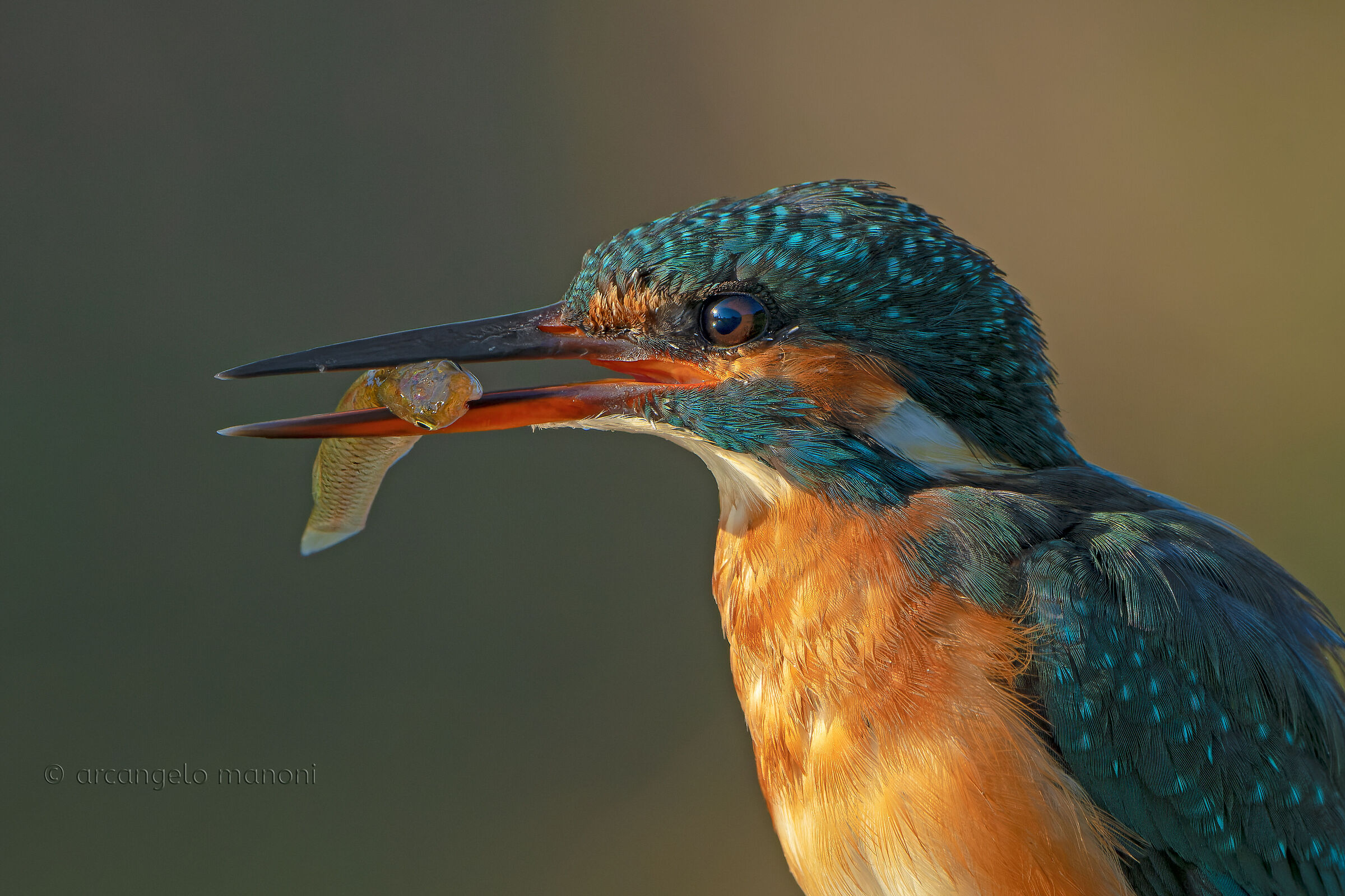 La furia della martina