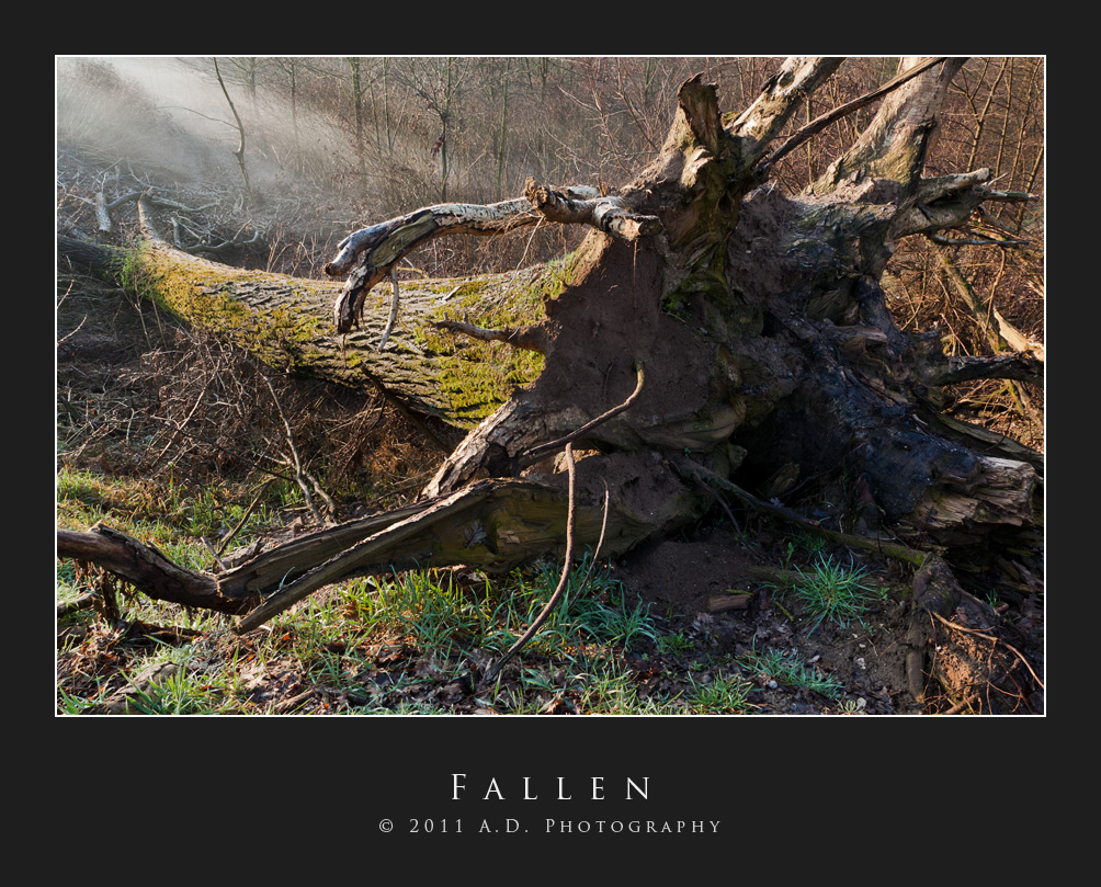 Fallen
