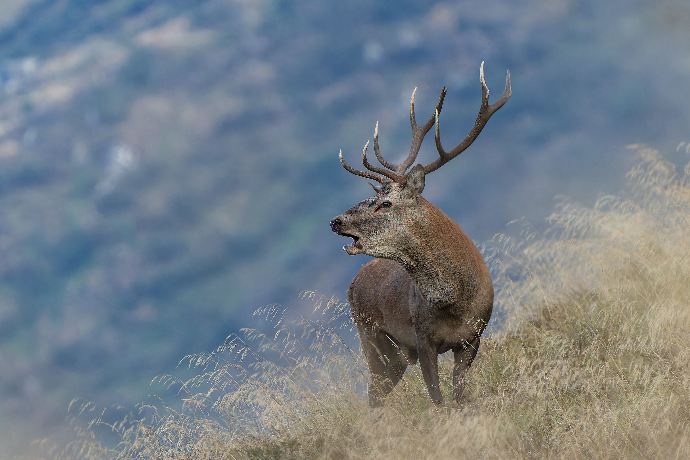 Deer Carnic Alps 2023