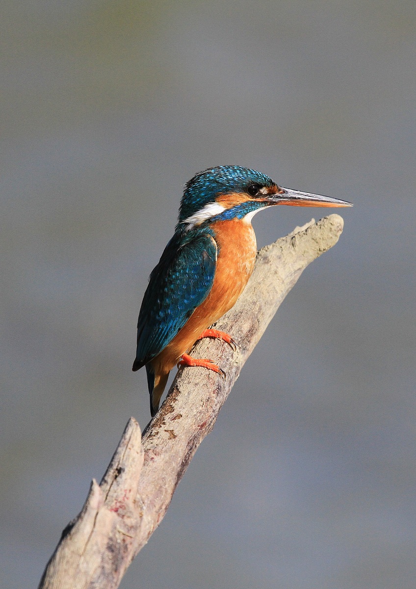 Kingfisher "iIn ambush"