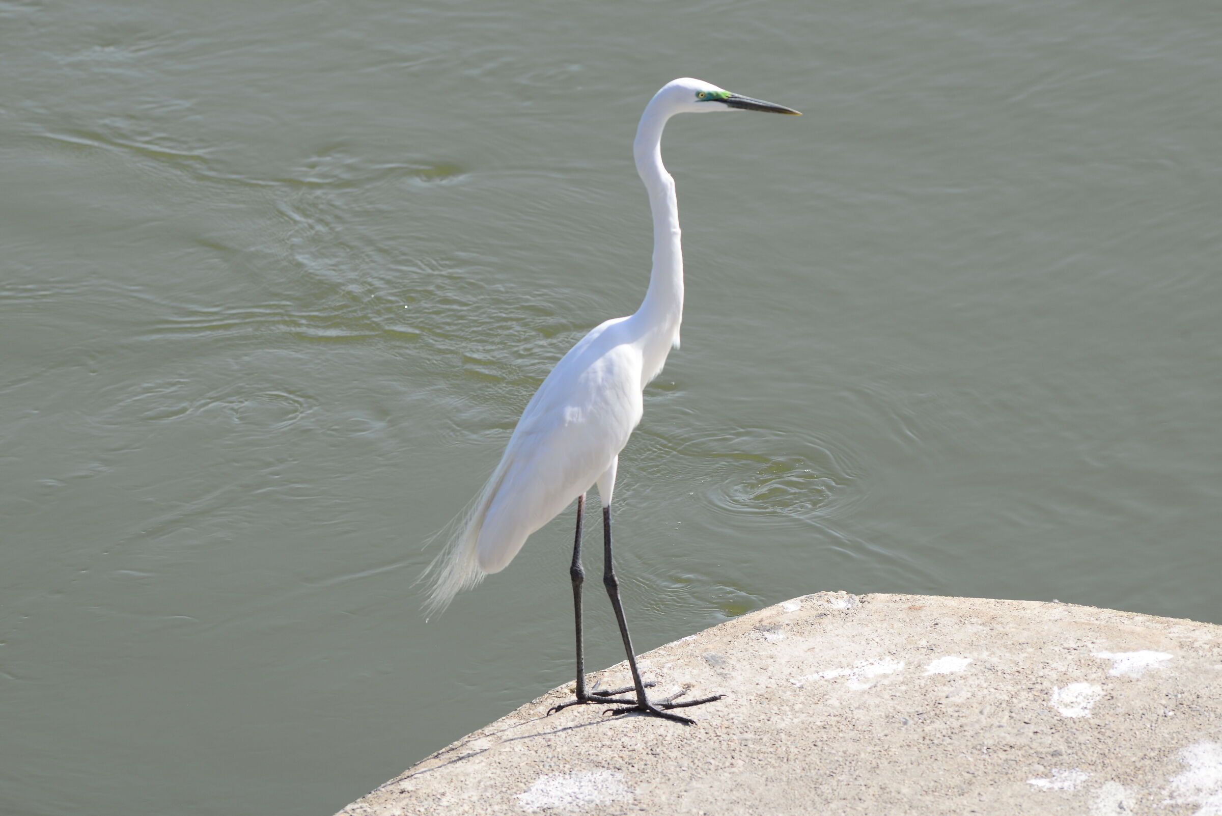 Airone bianco maggiore, Ardea alba