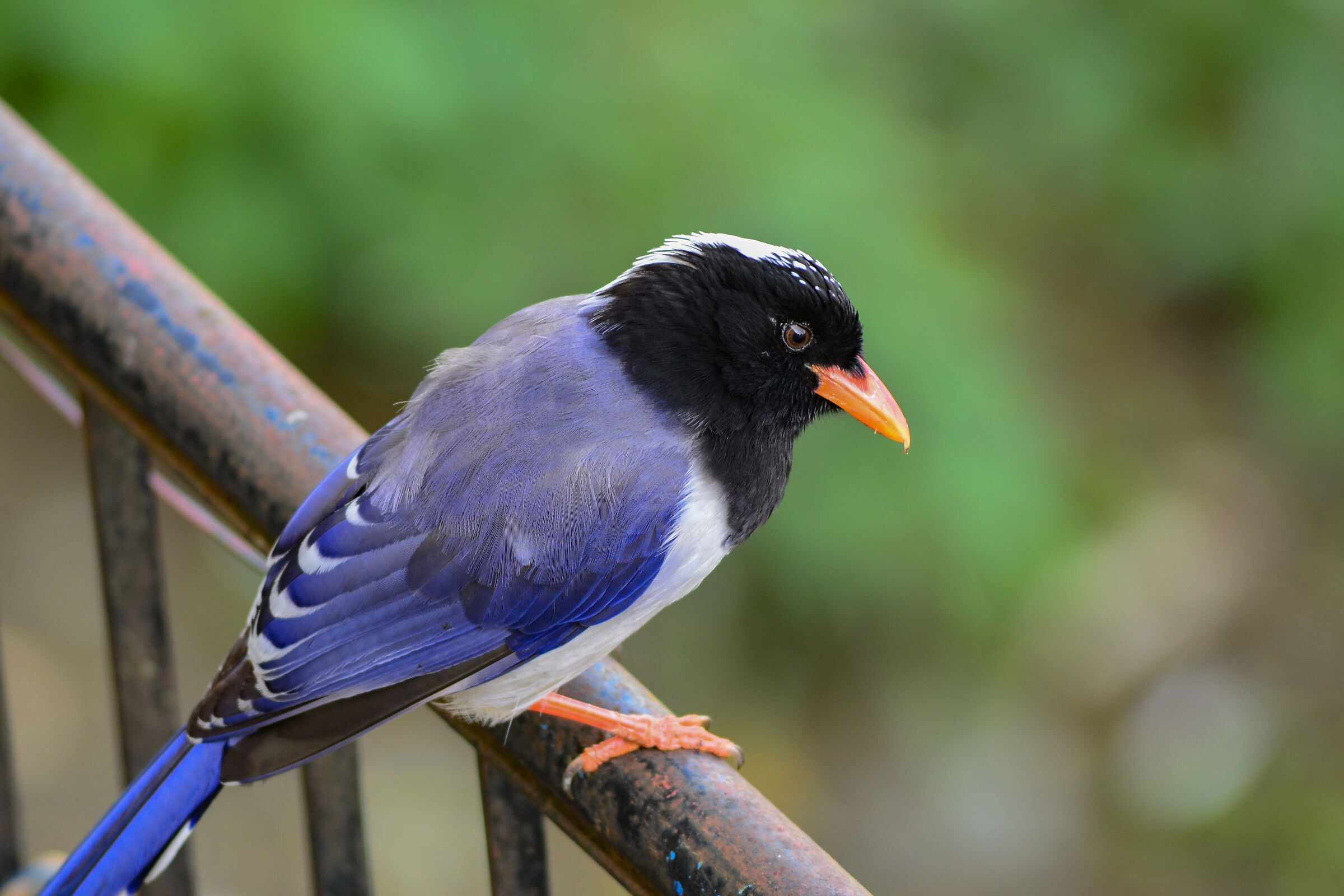 Gazza blu,Urocissa erythroryncha
