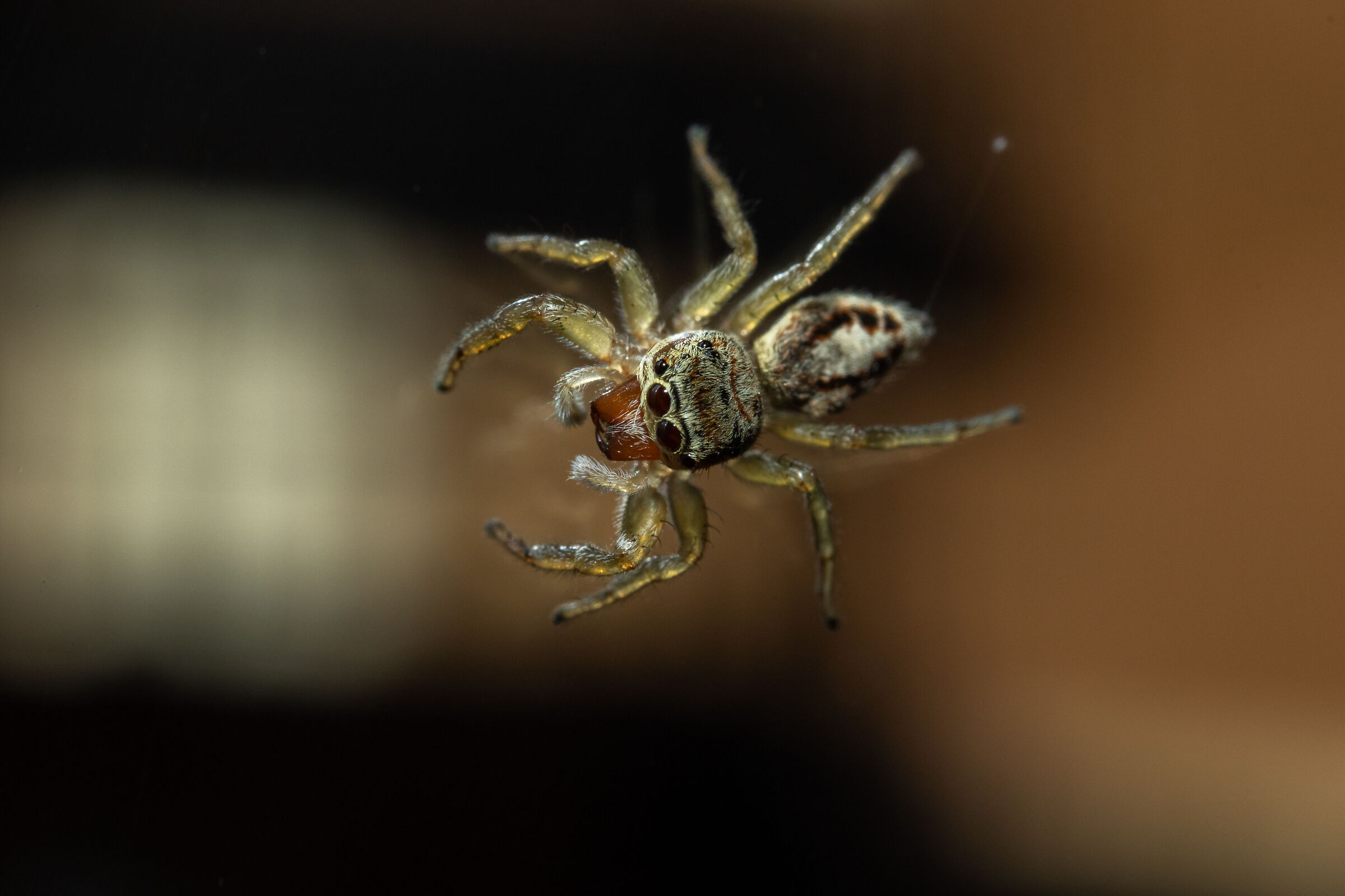 Un piccolo ragnetto sulla finestra del cortile...