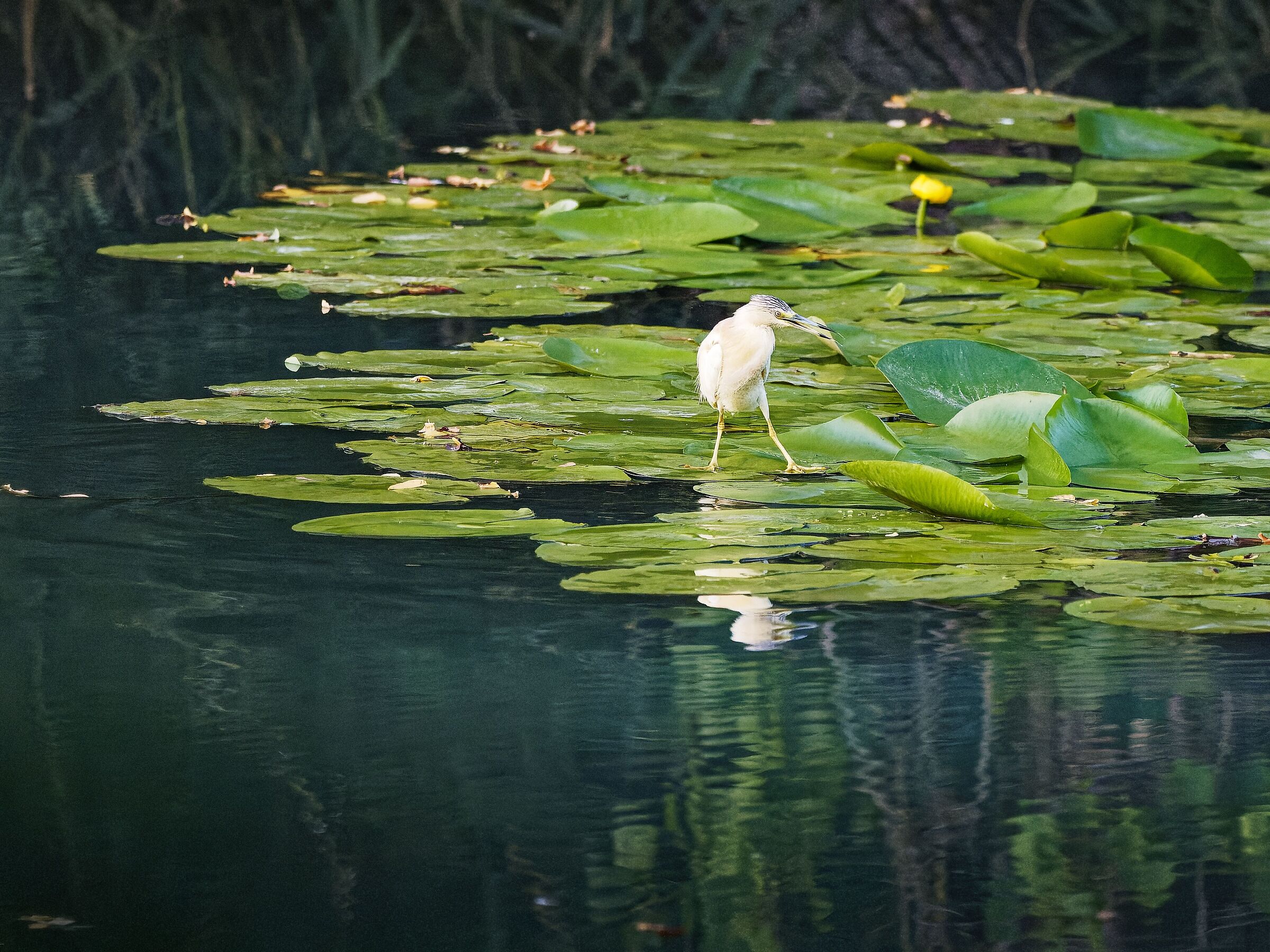 Squacco heron