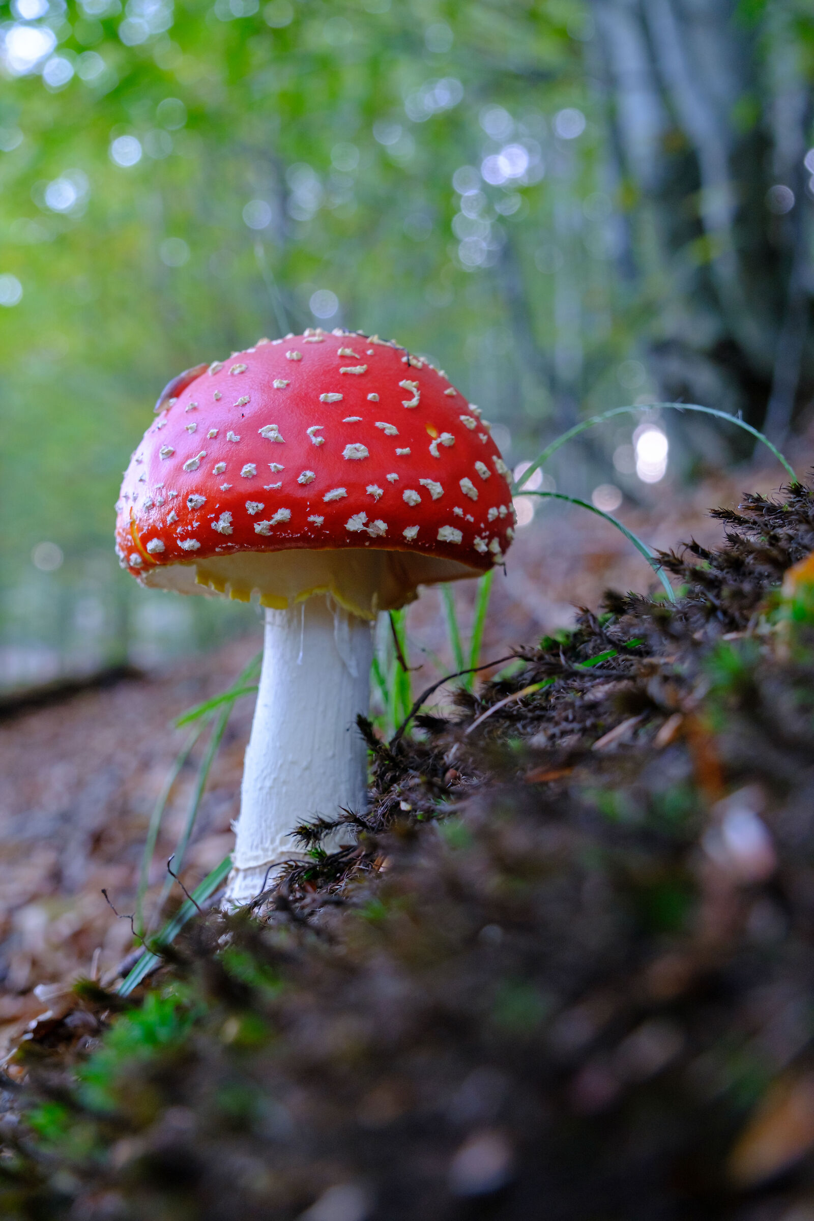 Amanita Muscaria