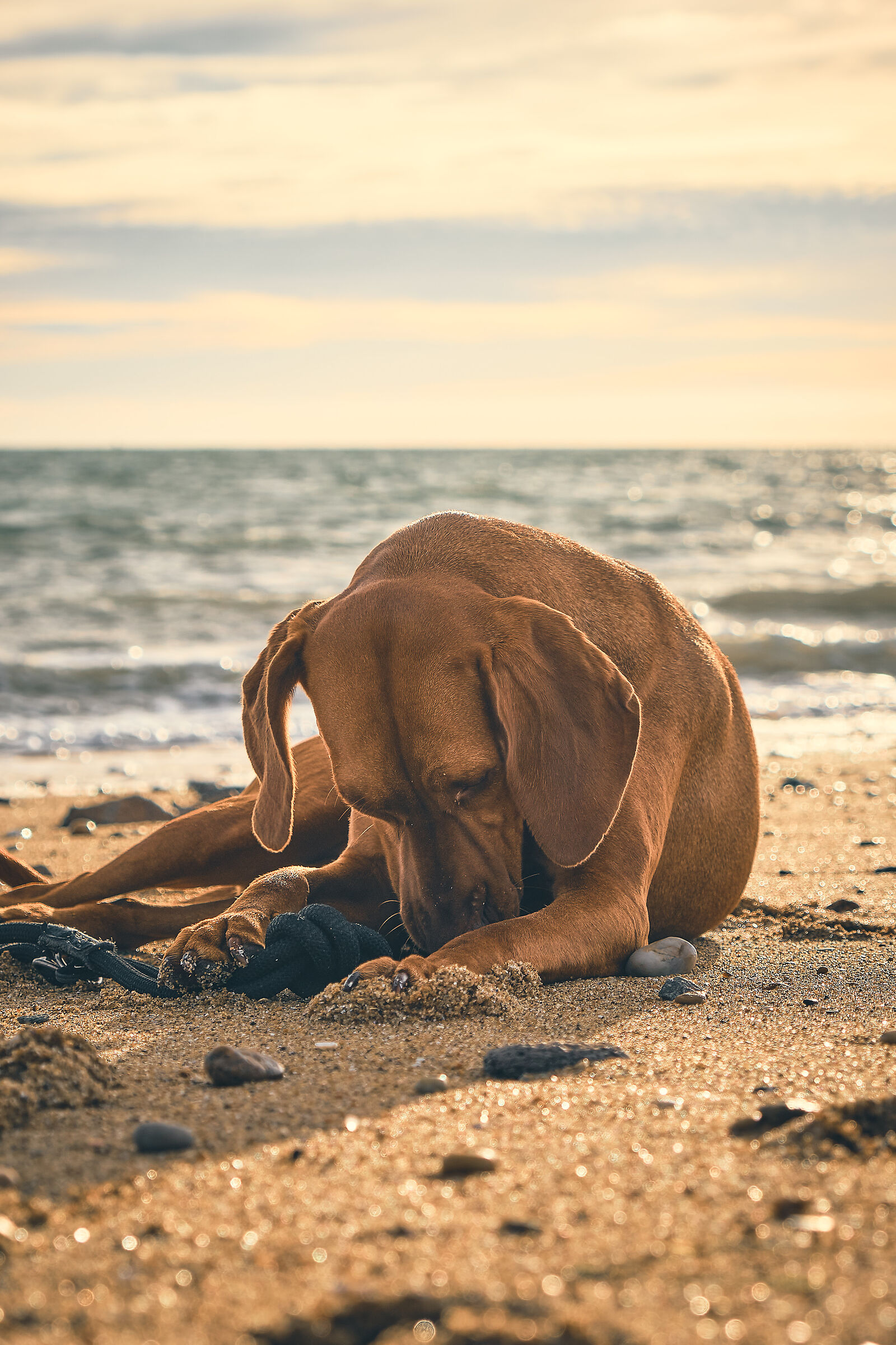 Vizsla - Jazz in spiaggia