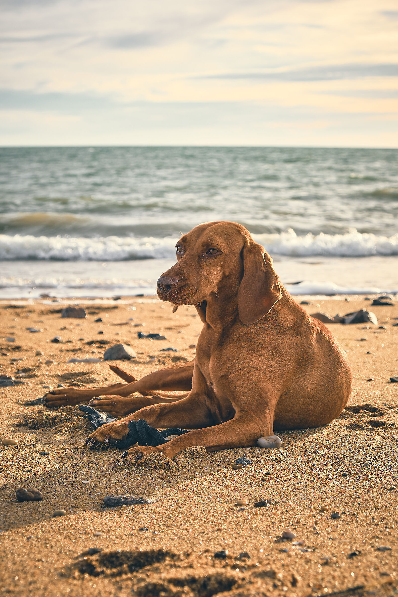 Vizsla - Jazz in spiaggia II