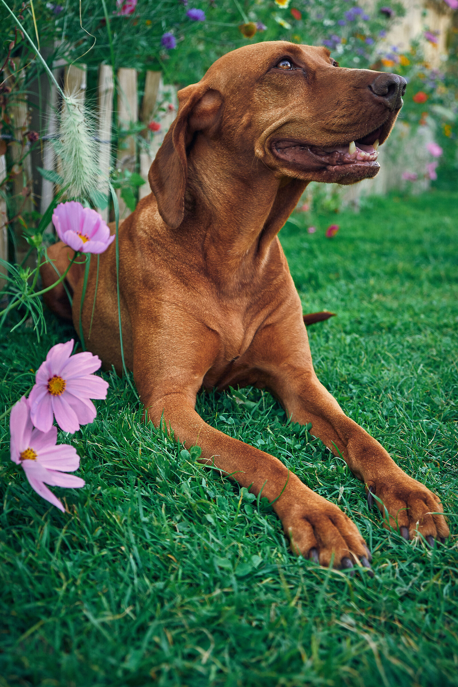 Vizsla - Jazz tra i fiori